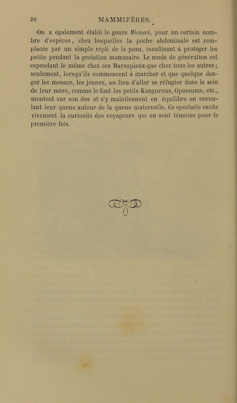 On a également établi le genre Micouré, pour un certain nom- bre d’espèces, chez lesquelles la poche abdominale est rem- placée par un simple repli de la peau, insuffisant à protéger les petits pendant la gestation mammaire. Le mode de génération est cependant le même chez ces Marsupiaux que chez tous les autres ; seulement, lorsqu’ils commencent à marcher et que quelque dan- ger les menace, les jeunes, au lieu d’aller se réfugier dans le sein de leur mère, comme le font les petits Kangurous, Opossums, etc., montent sur son dos et s’y maintiennent en équilibre en enrou- lant leur queue autour de la queue maternelle. Ce spectacle excite vivement la curiosité des voyageurs qui en sont témoins pour la première fois. .