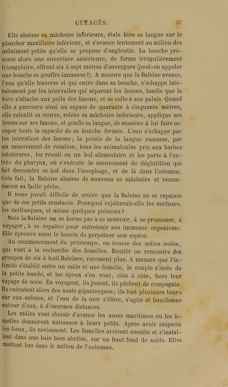 Elle abaisse sa mâchoire inférieure, étale bien sa langue sur le plancher maxillaire inférieur, et s’avance lentement au milieu des infiniment petits qu’elle se propose d’engloutir. La bouche pré- sente alors une ouverture antérieure, de forme irrégulièrement triangulaire, offrant six à sept mètres d’envergure (peut-on appeler une bouche ce gouffre immense?). A mesure que la Baleine avance, l’eau qu’elle traverse et qui entre dans sa bouche, s’échappe laté- ralement par les intervalles qui séparent les fanons, tandis que la boëte s’attache aux poils des fanons, et se colle à son palais. Quand elle a parcouru ainsi un espace de quarante à cinquante mètres, elle ralentit sa course, relève sa mâchoire inférieure, applique ses lèvres sur ses fanons, et gonfle sa langue, de manière â lui faire oc- cuper toute la capacité de sa bouche fermée. L’eau s’échappe par les interstices des fanons ; la pointe de la langue ramasse, par un mouvement de rotation, tous les animalcules pris aux barbes intérieures, les réunit en un bol alimentaire et les porte à l’en- trée du pharynx, où s’exécute le mouvement de déglutition qui fait descendre ce bol dans l’œsophage, et de lâ dans l’estomac. Gela fait, la Baleine abaisse de nouveau sa mâchoire et recom- mence sa facile pêche. Il nous paraît difficile de croire que la Baleine ne se repaisse que de ces petits crustacés. Pourquoi rejetterait-elle les méduses, les mollusques, et même quelques poissons? Mais la Baleine ne se borne pas â se mouvoir, à se promener, â voyager, à se repaître pour entretenir son immense organisme. Elle éprouve aussi le besoin de perpétuer son espèce. Au commencement du printemps, on trouve des mâles isolés, qui vont â la recherche des femelles. Bientôt on rencontre des groupes de six â huit Baleines, rarement plus. A mesure que l’in- timité s établit entre un male et une femelle, le couple s’isole de la petite bande, et les époux s’en vont, côte â côte, faire leur voyage de noce. Ils voyagent, ils jouent, ils pêchent de compagnie. Ils exécutent alors des sauts gigantesques; ils font plusieurs tours sur eux-mêmes, et 1 eau de la mer s’élève, s’agite et bouillonne autour d’eux, â d’énormes distances. Les mâles vont choisir d’avance les anses maritimes où les fe- melles donneront naissance â leurs petits. Après avoir inspecté les lieux, ils reviennent. Les femelles arrivent ensuite et s’instal- lent dans une baie bien abritée, sur un haut fond de sable. Elles mettent bas dans le milieu de l’automne.