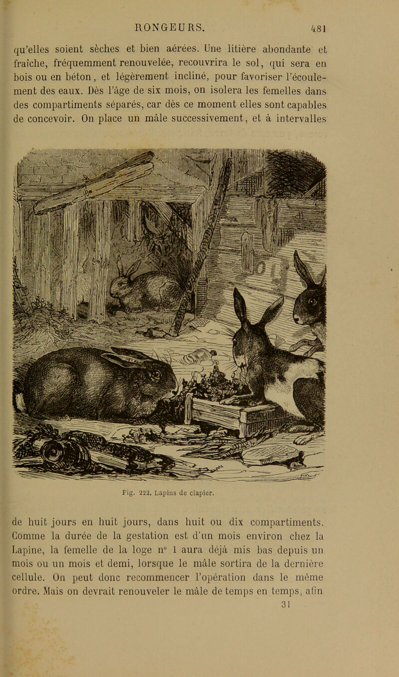 qu’elles soient sèches et bien aérées. Une litière abondante et fraîche, fréquemment renouvelée, recouvrira le sol, qui sera en bois ou en béton, et légèrement incliné, pour favoriser l’écoule- ment des eaux. Dès l’âge de six mois, on isolera les femelles dans des compartiments séparés, car dès ce moment elles sont capables de concevoir. On place un mâle successivement, et à intervalles Fig. 222, Lapins de clapier. de huit jours en huit jours, dans huit ou dix compartiments. Gomme la durée de la gestation est d’un mois environ chez la Lapine, la femelle de la loge n 1 aura déjà mis bas depuis un mois ou un mois et demi, lorsque le mâle sortira de la dernière cellule. On peut donc recommencer l’opération dans le môme ordre. Mais on devrait renouveler le mâle de temps en temps, alin 31