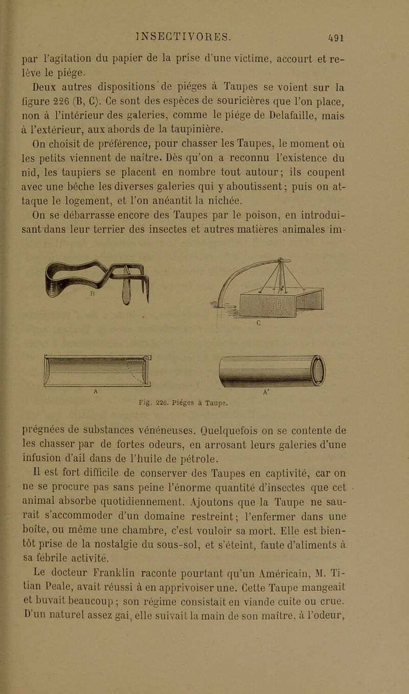 par l’agitation du papier de la prise d’une victime, accourt et re- lève le piège. Deux autres dispositions de pièges à Taupes se voient sur la ligure 226 (B, C). Ce sont des espèces de souricières que l’on place, non à l’intérieur des galeries, comme le piège de Delafaille, mais à l’extérieur, aux abords de la taupinière. On choisit de préférence, pour chasser les Taupes, le moment où les petits viennent de naître. Dès qu’on a reconnu l’existence du nid, les taupiers se placent en nombre tout autour; ils coupent avec une bêche les diverses galeries qui y aboutissent ; puis on at- taque le logement, et l’on anéantit la nichée. On se débarrasse encore des Taupes par le poison, en introdui- sant dans leur terrier des insectes et autres matières animales im- A A' Fig. 220. Pièges à Taupe. prégnées de substances vénéneuses. Quelquefois on se contente de les chasser par de fortes odeurs, en arrosant leurs galeries d’une infusion d’ail dans de l’huile de pétrole. Il est fort difficile de conserver des Taupes en captivité, car on ne se procure pas sans peine l’énorme quantité d’insectes que cet animal absorbe quotidiennement. Ajoutons que la Taupe ne sau- rait s’accommoder d’un domaine restreint; l’enfermer dans une boîte, ou même une chambre, c’est vouloir sa mort. Elle est bien- tôt prise de la nostalgie du sous-sol, et s’éteint, faute d’aliments à sa fébrile activité. Le docteur Franklin raconte pourtant qu’un Américain, M. Ti- lian Peale, avait réussi à en ajDprivoiser une. Cette Taupe mangeait et buvait beaucoup ; son régime consistait en viande cuite ou crue. D’un naturel assez gai, elle suivait la main de son maître, à l’odeur.