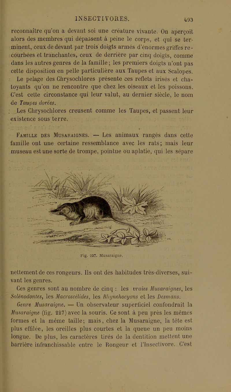 reconnaître qu’on a devant soi une créature vivante. On aperçoit alors des membres qui dépassent à peine le corps, et qui se ter- minent, ceux de devant par trois doigts armés d’énormes griffes re- courbées et tranchantes, ceux de derrière par cinq doigts, comme dans les autres genres de la famille ; les premiers doigts n’ont pas cette disposition en pelle particulière aux Taupes et aux Scalopes. Le pelage des Cbrysoclilores présente ces reflets irisés et cha- toyants qu’on ne rencontre que chez les oiseaux et les poissons. C’est cette circonstance qui leur valut, au dernier siècle, le nom de Taupes dorées. _Les Chrysochlores creusent comme les Taupes, et passent leur existence sous terre. < Famille des Musaraignes. — Les animaux rangés dans cette famille ont une certaine ressemblance avec les rats; mais leur museau est une sorte de trompe, pointue ou aplatie, qui les sépare Fig. 227. Musaraigne. nettement de ces rongeurs. Ils ont des habitudes très-diverses, sui- vant les genres. Ces genres sont au nombre de cinq : les vraies Musaraignes., les Solénodontes, les Macroscélides, les Rhynchocyons et les Desmans. Genre Musaraigne. — Un observateur superficiel confondrait la Musaraigne (fig. 227) avec la souris. Ce sont à peu près les mêmes formes et la même taille; mais, chez la Musaraigne, la tête est plus effilée, les oreilles plus courtes et la queue un peu moins longue. De plus, les caractères tirés de la dentition mettent une barrière infranchissable entre le Rongeur et l’Insectivore. C’est