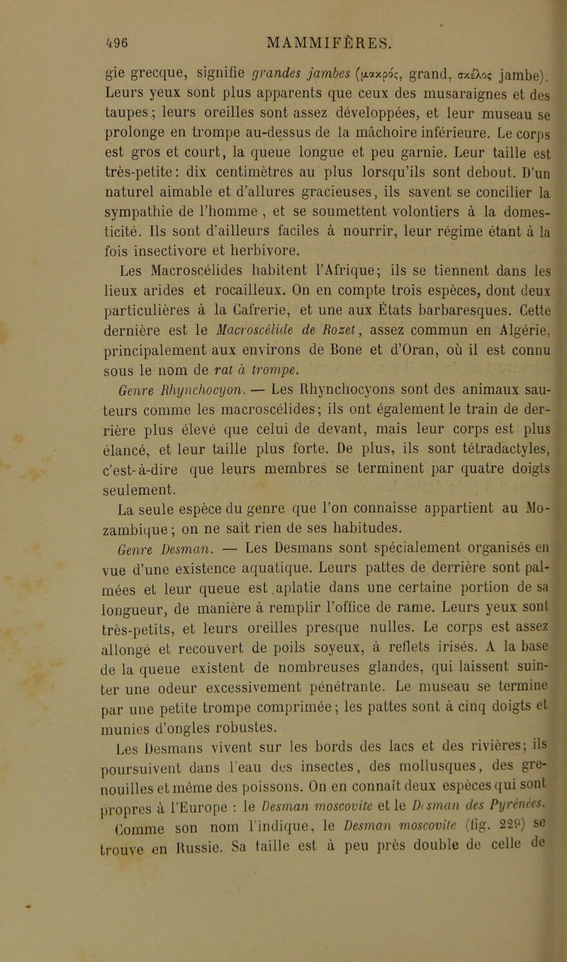 gie grecque, signifie grandes jambes grand, ctxéXo; jambe). Leurs yeux sont plus apparents que ceux des musaraignes et des taupes,; leurs oreilles sont assez développées, et leur museau se prolonge en trompe au-dessus de la mâchoire inférieure. Le corps est gros et court, la queue longue et peu garnie. Leur taille est très-petite; dix centimètres au plus lorsqu’ils sont debout. D’un naturel aimable et d’allures gracieuses, ils savent se concilier la sympathie de l’homme , et se soumettent volontiers à la domes- ticité. Ils sont d’ailleurs faciles à nourrir, leur régime étant à la fois insectivore et herbivore. Les Macroscélides habitent l’Afrique; ils se tiennent dans les lieux arides et rocailleux. On en compte trois espèces, dont deux particulières à la Cafrerie, et une aux États barbaresques. Cette dernière est le Macroscélide de Rozet, assez commun en Algérie, principalement aux environs de Bone et d’Oran, où il est connu sous le nom de rat à trompe. Genre Rhynchocyon. — Les Rhynchocyons sont des animaux sau- teurs comme les macroscélides ; ils ont également le train de der- rière plus élevé que celui de devant, mais leur corps est plus élancé, et leur taille plus forte. De plus, ils sont tétradactyles, c’est-à-dire que leurs membres se terminent par quatre doigts seulement. La seule espèce du genre que l’on connaisse appartient au Mo- zambique; on ne sait rien de ses habitudes. Genre Desman. — Les Desmans sont spécialement organisés en vue d’une existence aquatique. Leurs pattes de derrière sont pal- mées et leur queue est aplatie dans une certaine portion de sa longueur, de manière à remplir l’office de rame. Leurs yeux sont très-petits, et leurs oreilles presque nulles. Le corps est assez allongé et recouvert de poils soyeux, à reflets irisés. A la base de la queue existent de nombreuses glandes, qui laissent suin- ter une odeur excessivement pénétrante. Le museau se termine par une petite trompe camprimée; les pattes sont à cinq doigts et munies d’ongles robustes. Les Desmans vivent sur les bords des lacs et des rivières; ils poursuivent dans l’eau des insectes, des mollusques, des gre- nouilles et même des poissons. On en connaît deux espèces qui sont propres à l’Europe : le Desman moscovite et le D(sman des Pyrénées. Comme son nom l’indique, le Desman moscovite (fig. 229) se trouve en Russie. Sa taille est à peu près double de celle de