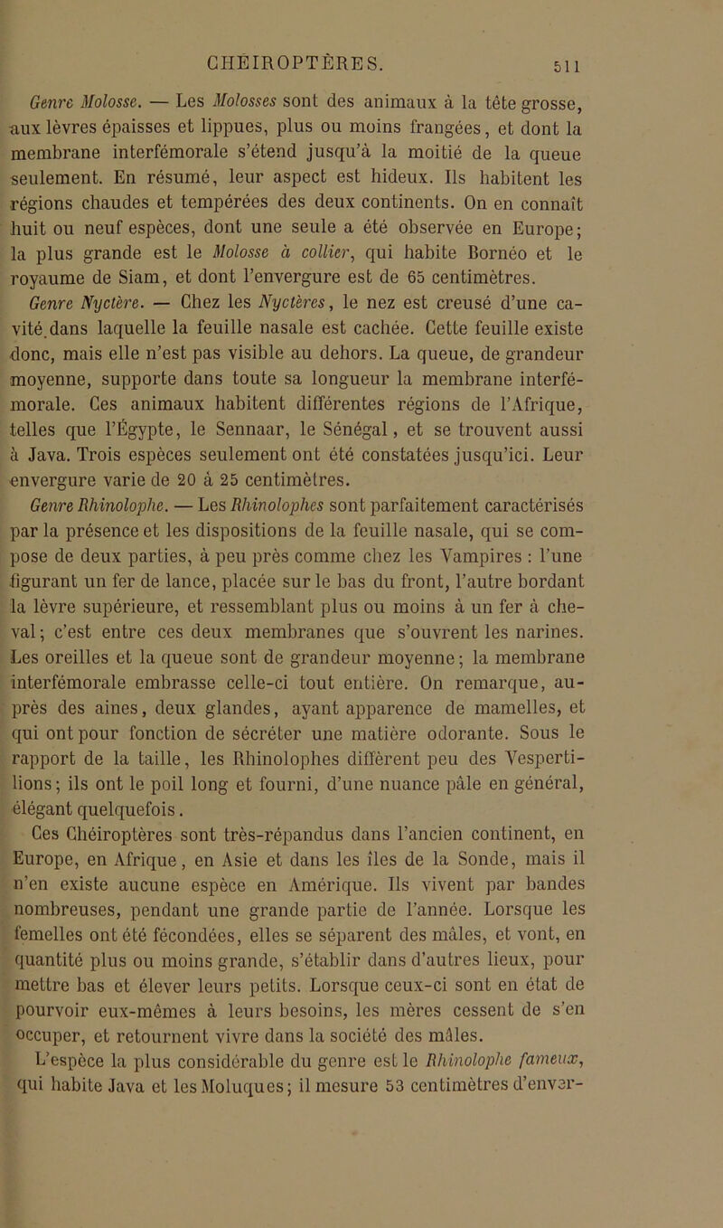 Genre Molosse, — Les Molosses sont des animaux à la tête grosse, aux lèvres épaisses et lippues, plus ou moins frangées, et dont la membrane interfémorale s’étend jusqu’à la moitié de la queue seulement. En résumé, leur aspect est hideux. Ils habitent les régions chaudes et tempérées des deux continents. On en connaît huit ou neuf espèces, dont une seule a été observée en Europe; la plus grande est le Molosse à collier^ qui habite Bornéo et le royaume de Siam, et dont l’envergure est de 65 centimètres. Genre Nyct'ere. — Chez les Nyctères, le nez est creusé d’une ca- vité, dans laquelle la feuille nasale est cachée. Cette feuille existe donc, mais elle n’est pas visible au dehors. La queue, de grandeur moyenne, supporte dans toute sa longueur la membrane interfé- morale. Ces animaux habitent différentes régions de l’Afrique, telles que l’Égypte, le Sennaar, le Sénégal, et se trouvent aussi à Java. Trois espèces seulement ont été constatées jusqu’ici. Leur envergure varie de 20 à 25 centimètres. Genre Rhinolophe. — Les Rhinolophes sont parfaitement caractérisés par la présence et les dispositions de la feuille nasale, qui se com- pose de deux parties, à peu près comme chez les Vampires : l’ime figurant un fer de lance, placée sur le bas du front, l’autre bordant la lèvre supérieure, et ressemblant plus ou moins à un fer à che- val ; c’est entre ces deux membranes que s’ouvrent les narines. Les oreilles et la queue sont de grandeur moyenne ; la membrane interfémorale embrasse celle-ci tout entière. On remarque, au- près des aines, deux glandes, ayant apparence de mamelles, et qui ont pour fonction de sécréter une matière odorante. Sous le rapport de la taille, les Rhinolophes diffèrent peu des Vesperti- lions; ils ont le poil long et fourni, d’une nuance pâle en général, élégant quelquefois. Ces Chéiroptères sont très-répandus dans l’ancien continent, en Europe, en Afrique, en Asie et dans les îles de la Sonde, mais il n’en existe aucune espèce en Amérique. Ils vivent par bandes nombreuses, pendant une grande partie de l’année. Lorsque les femelles ont été fécondées, elles se séparent des mâles, et vont, en quantité plus ou moins grande, s’établir dans d’autres lieux, pour mettre bas et élever leurs petits. Lorsque ceux-ci sont en état de pourvoir eux-mêmes à leurs besoins, les mères cessent de s’en occuper, et retournent vivre dans la société des mâles. L’espèce la plus considérable du genre est le Rhinolophe fameux, qui habite Java et lesMoluques; il mesure 53 centimètres d’enver-