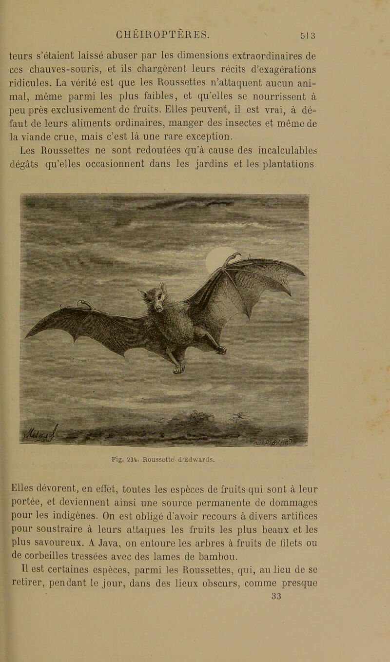 leurs s’étaient laissé abuser par les dimensions extraordinaires de ces chauves-souris, et ils chargèrent leurs récits d’exagérations ridicules. La vérité est que les Roussettes n’attaquent aucun ani- mal, même parmi les plus faibles, et qu’elles se nourrissent à peu près exclusivement de fruits. Elles peuvent, il est vrai, à dé- faut de leurs aliments ordinaires, manger des insectes et même de la viande crue, mais c’est là une rare exception. Les Roussettes ne sont redoutées qu’à cause des incalculables dégâts qu’elles occasionnent dans les jardins et les plantations Fig. 234. Roussette cl’Edwanls. I Elles dévorent, en effet, toutes les espèces de fruits qui sont à leur I portée, et deviennent ainsi une source permanente de dommages I pour les indigènes. On est obligé d’avoir recours à divers artifices I pour soustraire à leurs attaques les fruits les plus beaux et les I plus savoureux. A Java, on entoure les arbres à fruits de filets ou E de corbeilles tressées avec des lames de bambou. , Tl est certaines espèces, parmi les Roussettes, qui, au lieu de se I retirer, pendant le jour, dans des lieux obscurs, comme presque é 33