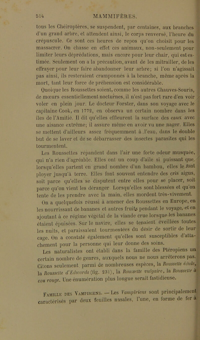 tous les Chéiroptères, se suspendent, par centaines, aux brandies d’un grand arbre, et attendent ainsi, le corps renversé, l’heure du crépuscule. Ce sont ces heures de repos qu’on choisit pour les massacrer. On chasse en effet ces animaux, non-seulement pour limiter leurs déprédations, mais encore pour leur chair, qui est es- timée. Seulement on a la précaution, avant de les mitrailler, de les effrayer pour leur faire abandonner leur arbre; si l’on n’agissait pas ainsi, ils resteraient cramponnés à la branche, même après la mort, tant leur force de préhension est considérable. Quoique les Roussettes soient, comme les autres Chauves-Souris, de mœurs essentiellement nocturnes, il n’est pas fort rare d’en voir / voler en plein jour. Le docteur Forster, dans son voyage avec le capitaine Cook, en 1772, en observa un certain nombre dans les îles de l’Amitié. Il dit qu’elles effleurent la surface des eaux avec une aisance extrême; il assure même en avoir vu une uager. Elles se mettent d’ailleurs assez fréquemment à.l’eau, dans le double but de se laver et de se débarrasser des insectes parasites qui les tourmentent. Les Roussettes répandent dans l’air une forte odeur musquée, qui n’a rien d’agréable. Elles ont un coup d’aile si puissant que, ' lorsqu’elles partent en grand nombre d’un bambou, elles le font ployer jusqu’à terre. Elles font souvent entendre des cris aigus, soit parce qu’elles se disputent entre elles pour se placer, soit parce qu’on vient les déranger. Lorsqu’elles sont blessées et qu’on tente de les prendre avec la main, elles mordent très-vivement. On a quelquefois réussi à amener des Roussettes en Europe, en . les nourrissant de bananes et autres fruits pendant le voyage, et en ajoutant à ce régime végétal de la viande crue lorsque les bananes étaient épuisées. Sur le navire, elles se tenaient éveillées toutes les nuits, et paraissaient tourmentées du désir de sortir de leur cage. On a constaté également qu’elles sont susceptibles d atta- chement pour la personne qui leur donne des soins. Les naturalistes ont établi dans la famille des Ptéropiens un certain nombre de genres, auxquels nous ne nous arrêterons pas. - Citons seulement, parmi de nombreuses espèces, la Roussclte cdvlc^^ la Rousselle d’Edwards {l\s. 231), la Roussette vulgaire, la Roussette à J cou rouge. Une énumération plus longue serait fastidieuse. : ' Famille des Vampiriens. — les Vampîricns sont principalement caractérisés par deux feuilles nasales, l’une, en forme de fer à