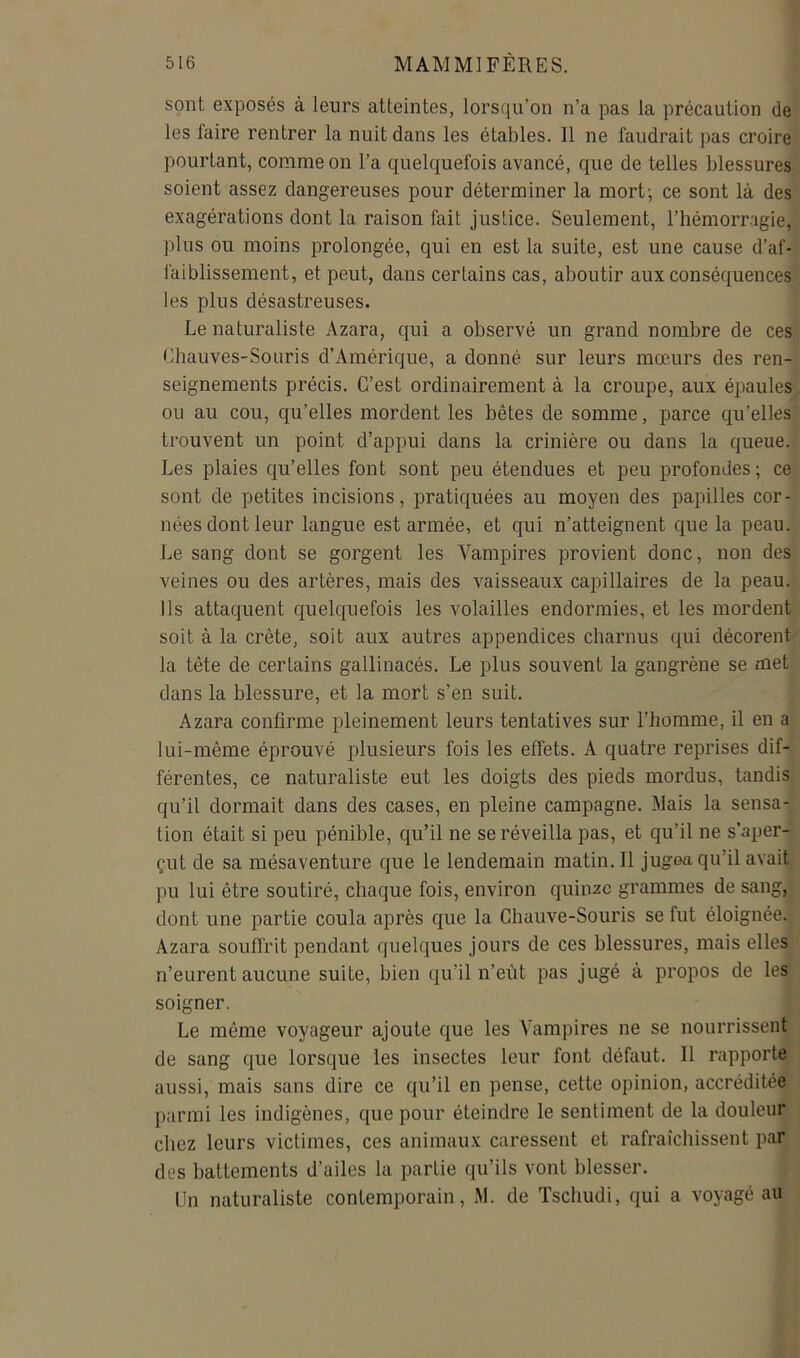 sont exposés à leurs atteintes, lorsqu’on n’a pas la précaution de les faire rentrer la nuit dans les étables. Il ne faudrait pas croire pourtant, comme on l’a quelquefois avancé, que de telles blessures soient assez dangereuses pour déterminer la mort^ ce sont là des exagérations dont la raison fait justice. Seulement, l’hémorragie, plus ou moins prolongée, qui en est la suite, est une cause d’af- faiblissement, et peut, dans certains cas, aboutir aux conséquences les plus désastreuses. Le naturaliste Azara, qui a observé un grand nombre de ces Chauves-Souris d’Amérique, a donné sur leurs mœurs des ren- seignements précis. C’est ordinairement à la croupe, aux épaules ou au cou, qu’elles mordent les bêtes de somme, parce qu’elles trouvent un point d’appui dans la crinière ou dans la queue. Les plaies qu’elles font sont peu étendues et peu profondes; ce sont de petites incisions, pratiquées au moyen des papilles cor- nées dont leur langue est armée, et qui n’atteignent que la peau. Le sang dont se gorgent les Vampires provient donc, non des veines ou des artères, mais des vaisseaux capillaires de la peau. Ils attaquent quelquefois les volailles endormies, et les mordent soit à la crête, soit aux autres appendices charnus qui décorent la tête de certains gallinacés. Le plus souvent la gangrène se met dans la blessure, et la mort s’en suit. Azara confirme pleinement leurs tentatives sur l’homme, il en a lui-même éprouvé plusieurs fois les effets. A quatre reprises dif- férentes, ce naturaliste eut les doigts des pieds mordus, tandis qu’il dormait dans des cases, en pleine campagne. Mais la sensa- tion était si peu pénible, qu’il ne se réveilla pas, et qu’il ne s’aper- çut de sa mésaventure que le lendemain matin. Il jugea qu’il avait pu lui être soutiré, chaque fois, environ quinze grammes de sang, dont une partie coula après que la Chauve-Souris se fut éloignée. Azara souffrit pendant quelques jours de ces blessures, mais elles n’eurent aucune suite, bien qu’il n’eùt pas jugé à propos de les soigner. Le même voyageur ajoute que les Vampires ne se nourrissent de sang que lorsque les insectes leur font défaut. Il rapporte aussi, mais sans dire ce qu’il en pense, cette opinion, accréditée parmi les indigènes, que pour éteindre le sentiment de la douleur chez leurs victimes, ces animaux caressent et rafraîchissent par des battements d’ailes la partie qu’ils vont blesser. Un naturaliste contemporain, M. de Tschudi, qui a voyagé au