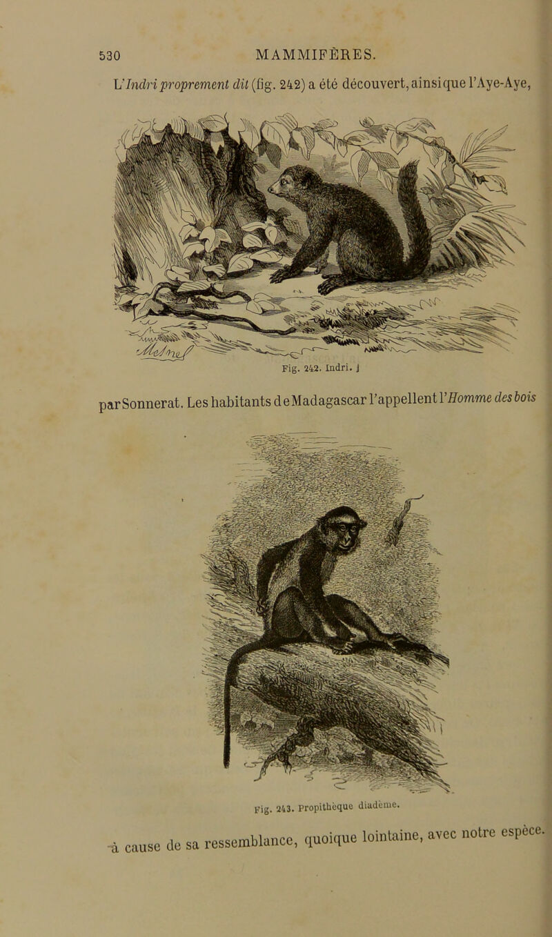 UInclri proprement dit (fig. 242) a été découvert, ainsi que l’Aye-Aye, Fig. 242. Indri. J par Sonnerai. Les habitants de Madagascar l’appellent l’homme des bois Fig. 243. Propithèque diadème. à cause de sa ressemblance, quoique lointaine, avec notre espèce.