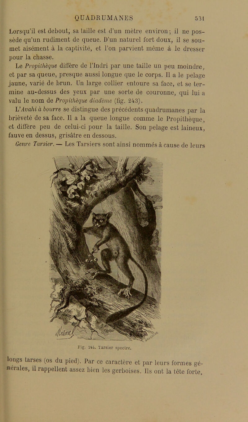 Lorsqu’il est debout, sa taille est d’un mètre environ ; il ne pos- sède qu’un rudiment de queue. D’un naturel fort doux, il se sou- met aisément à la captivité, et l’on parvient même à le dresser pour la chasse. Le Propithèque diffère de l’Indri par une taille un peu moindre, et par sa queue, presque aussi longue que le corps. Il a le pelage jaune, varié de brun. Un large collier entoure sa face, et se ter- mine au-dessus des yeux par une sorte de couronne, qui lui a valu le nom de Propithèque diadème (fig. 243). VAvahi à bourre se distingue des précédents quadrumanes par la brièveté de sa face. Il a la queue longue comme le Propithèque, et diffère peu de celui-ci pour la taille. Son pelage est laineux, fauve en dessus, grisâtre en dessous. Genre Tarsier. — Les Tarsiers sont ainsi nommés à cause de leurs Fig. ‘i44. Tarsier spectre. longs tarses (os du pied). Par ce caractère et par leurs formes gé- nérales, il rappellent assez bien les gerboises. Ils ont la tête forte.