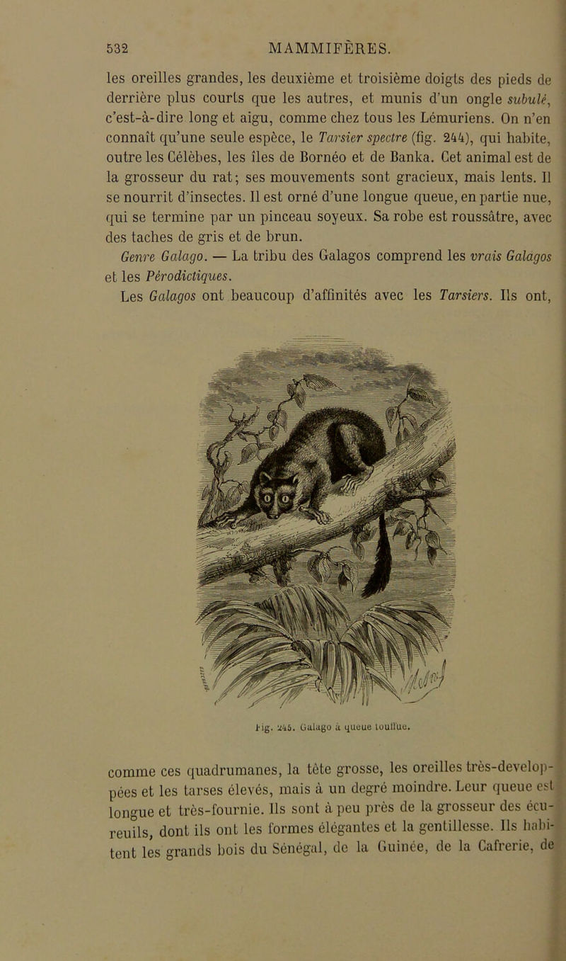 1 532 MAMMIFÈRES. les oreilles grandes, les deuxième et troisième doigts des pieds de derrière plus courts que les autres, et munis d’un ongle subulé, c’est-à-dire long et aigu, comme chez tous les Lémuriens. On n’en • connaît qu’une seule espèce, le Tarsier spectre (fig. 244), qui habite, outre les Célèbes, les îles de Bornéo et de Banka. Cet animal est de la grosseur du rat; ses mouvements sont gracieux, mais lents. Il se nourrit d’insectes. Il est orné d’une longue queue, en partie nue, qui se termine par un pinceau soyeux. Sa robe est roussâtre, avec des taches de gris et de brun. Genre Galago. — La tribu des Galagos comprend les vrais Galagos ■. et les Pèrodictiques. Les Galagos ont beaucoup d’affinités avec les Tarsiers. Ils ont. l'ig. -ikS. üalago à (iueue lüuHüe. î comme ces quadrumanes, la tète grosse, les oreilles très-develop-1 pées et les tarses élevés, mais à un degré moindre. Leur queue est| longue et très-fournie. Ils sont à peu près de la grosseur des écu-? reuüs, dont ils ont les formes élégantes et la gentillesse. Ils habi-^ tent lés grands bois du Sénégal, de la Guinée, de la Cafrerie, de» K I» -tWT» HT»