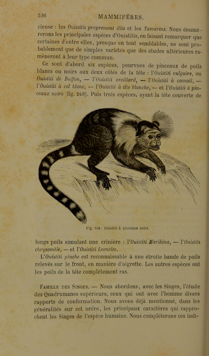 dense : les Ouistitis proprement dits et les Tamarins. Nous énumé - rerons les principales espèces d’Ouistitis, en faisant remarquer que certaines d’entre elles, presque en tout semblables, ne sont pro- bablement que de simples variétés que des études ultérieures ra- mèneront à leur type commun. Ce sont d abord six espèces, pourvues de pinceaux de poils blancs ou noirs aux deux côtés de la tête : VOuistili vulgaire, ou Ouistiti de Buffon, — VOuistiti oreillard, — VOuistiti à camail, — 1 Ouistiti d col blanc, — VOuistiti à tête blanche, •— et VOuistiti à pin- ceaux noirs (fig. 248). Puis trois espèces, ayant la tête couverte de Fig. 248. Ouistiti à pinceaux noirs longs poils simulant une crinière : VOuistiti Mnrikina, — VOuistiti chrysomele, — et VOuistiti Leoncito. VOuistiti pinche est reconnaissable à une étroite bande de poils relevés sur le front, en manière d’aigrette. Les autres espèces ont les poils de la tête complètement ras. Famille des Singes. — Nous abordons, avec les Singes, l’étude des Quadrumanes supérieurs, ceux qui ont avec l’iionime divers rapports de conformation. Nous avons déjà mentionné, dans les généralités sur cet ordre, les principaux caractères qui rappro- chent les Singes de l’espèce humaine. Nous compléterons ces indi-