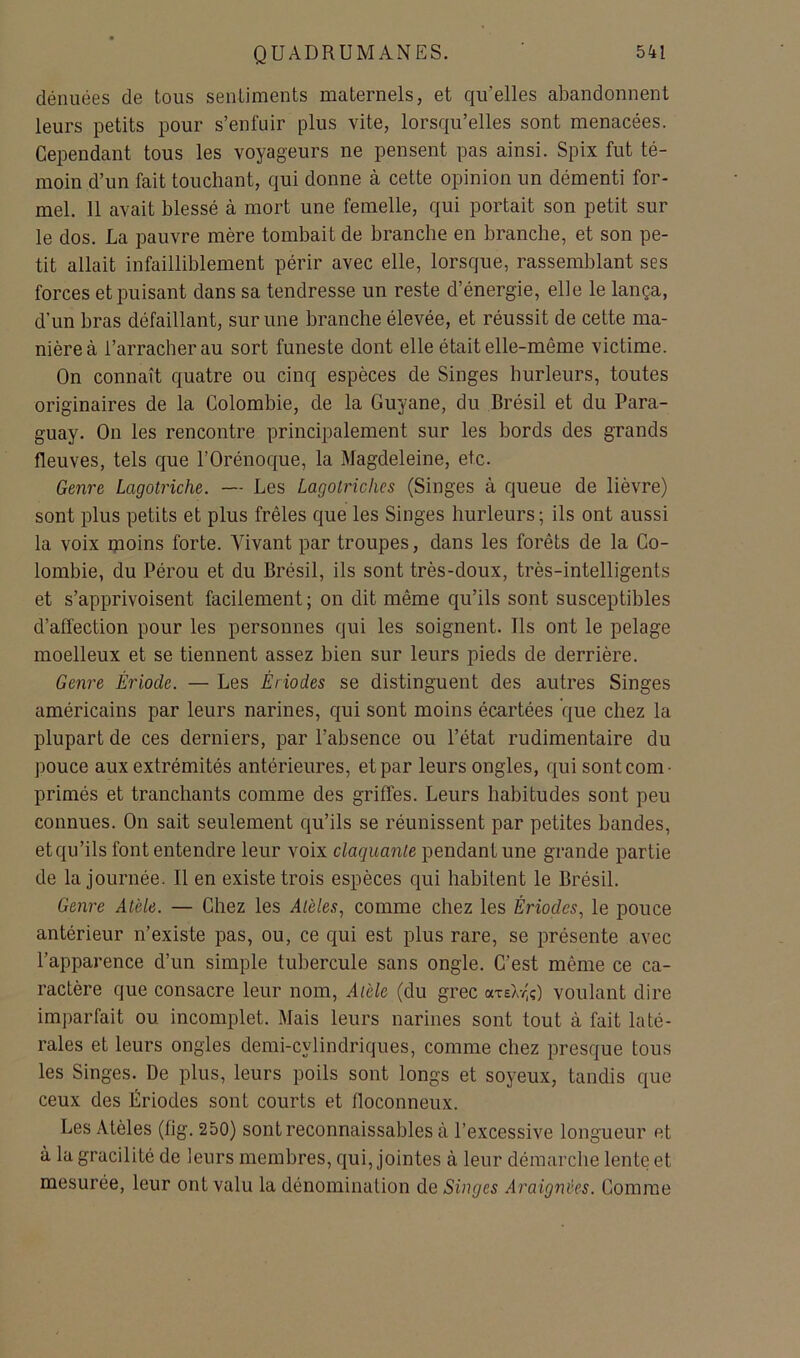 dénuées de tous sentiments maternels, et qu’elles abandonnent leurs petits pour s’enfuir plus vite, lorsqu’elles sont menacées. Cependant tous les voyageurs ne pensent pas ainsi. Spix fut té- moin d’un fait touchant, qui donne à cette opinion un démenti for- mel. 11 avait blessé à mort une femelle, qui portait son petit sur le dos. La pauvre mère tombait de branche en branche, et son pe- tit allait infailliblement périr avec elle, lorsque, rassemblant ses forces et puisant dans sa tendresse un reste d’énergie, elle le lança, d’un bras défaillant, sur une branche élevée, et réussit de cette ma- nière à l’arracher au sort funeste dont elle était elle-même victime. On connaît quatre ou cinq espèces de Singes hurleurs, toutes originaires de la Colombie, de la Guyane, du Brésil et du Para- guay. On les rencontre principalement sur les bords des grands fleuves, tels que l’Orénoque, la Magdeleine, etc. Genre Lagotriche. — Les Lagolriches (Singes à queue de lièvre) sont plus petits et plus frêles que les Singes hurleurs; ils ont aussi la voix moins forte. Vivant par troupes, dans les forêts de la Co- lombie, du Pérou et du Brésil, ils sont très-doux, très-intelligents et s’apprivoisent facilement; on dit même qu’ils sont susceptibles d’affection pour les personnes qui les soignent. Ils ont le pelage moelleux et se tiennent assez bien sur leurs pieds de derrière. Genre Èriode. — Les Ériodes se distinguent des autres Singes américains par leurs narines, qui sont moins écartées que chez la plupart de ces derniers, par l’absence ou l’état rudimentaire du pouce aux extrémités antérieures, et par leurs ongles, qui sont com- primés et tranchants comme des griffes. Leurs habitudes sont peu connues. On sait seulement qu’ils se réunissent par petites bandes, et qu’ils font entendre leur voix claquante pendant une grande partie de la journée. Il en existe trois espèces qui habitent le Brésil. Genre Atele. — Chez les Alèles, comme chez les Ériodes, le pouce antérieur n’existe pas, ou, ce qui est plus rare, se présente avec l’apparence d’un simple tubercule sans ongle. C’est même ce ca- ractère que consacre leur nom, Aièle (du grec aTeX-/-;) voulant dire imparfait ou incomplet. Mais leurs narines sont tout à fait laté- rales et leurs ongles demi-cylindriques, comme chez presque tous les Singes. De plus, leurs poils sont longs et soyeux, tandis que ceux des Ëriodes sont courts et floconneux. Les Atèles (fig. 250) sont reconnaissables à l’excessive longueur et à la gracilité de leurs membres, qui, jointes à leur démarche lente et mesurée, leur ont valu la dénomination de Singes A7'aignêes. Comme