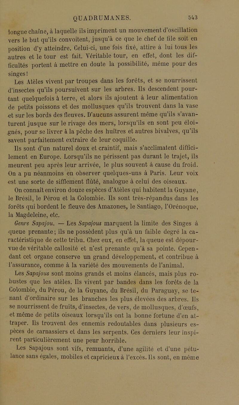 longue chaîne, à laquelle ils impriment un mouvement d’oscillation vers le but qu’ils convoitent, jusqu’à ce que le chef de file soit en position d’y atteindre. Celui-ci, une fois fixé, attire à lui tous les autres et le tour est fait. Véritable tour, en effet, dont les dif- ficultés portent à mettre en doute la possibilité, même pour des singes ! Les Atèles vivent par troupes dans les forêts, et se nourrissent d’insectes qu’ils poursuivent sur les arbres. Ils descendent pour- tant quelquefois à terre, et alors ils ajoutent à leur alimentation de petits poissons et des mollusques qu’ils trouvent dans la vase et sur les bords des fleuves. D’aucuns assurent même qu’ils s’avan- turent jusque sur le rivage des mers, lorsqu’ils en sont peu éloi- gnés, pour se livrer à la pêche des huîtres et autres bivalves, qu’ils savent parfaitement extraire de leur coquille. Ils sont d’un naturel doux et craintif, mais s’acclimatent diffici- lement en Europe. Lorsqu’ils ne périssent pas durant le trajet, ils meurent peu après leur arrivée, le plus souvent à cause du froid. On a pu néanmoins en observer quelques-uns à Paris. Leur voix est une sorte de sifflement tlûté, analogue à celui des oiseaux. On connaît environ douze espèces d’Atèles qui habitent la Guyane, le Brésil, le Pérou et la Colombie. Ils sont très-répandus dans les forêts qui bordent le fleuve des Amazones, le Santiago, l’Orénoque, la Magdeleine, etc. Genre Sapajou. — Les Sapajous marquent la limite des Singes à queue prenante ; ils ne possèdent plus qu’à un faible degré la ca- ractéristique de cette tribu. Chez eux, en effet, la queue est dépour- vue de véritable callosité et n’est prenante qu’à sa pointe. Cepen- dant cet organe conserve un grand développement, et contribue à l’assurance, comme à la variété des mouvements de l’animal. Les Sapajous sont moins grands et moins élancés, mais plus ro- bustes que les atèles. Ils vivent par bandes dans les forêts de la Colombie, du Pérou, de la Guyane, du Brésil, du Paraguay, se te- nant d’ordinaire sur les branches les plus élevées des arbres. Ils se nourrissent de fruits, d’insectes, de vers, de mollusques, d'œufs, et même de petits oiseaux lorsqu’ils ont la bonne fortune d’en at- traper. Ils trouvent des ennemis redoutables dans plusieurs es- pèces de carnassiers et dans les serpents. Ces derniers leur inspi- rent particulièrement une peur horrible. Les Sapajous sont vifs, remuants, d’une agilité et d’une pétu- lance sans égales, mobiles et capricieux à l’excès. Ils sont, en même