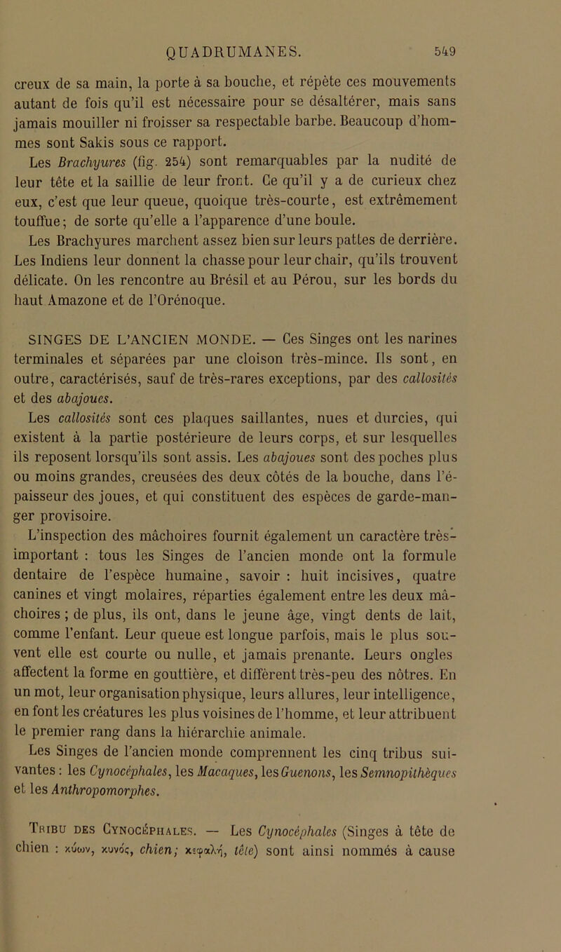 creux de sa main, la porte à sa bouche, et répète ces mouvements autant de fois qu’il est nécessaire pour se désaltérer, mais sans jamais mouiller ni froisser sa respectable barbe. Beaucoup d’hom- mes sont Sakis sous ce rapport. Les Brachyures (fig. 254) sont remarquables par la nudité de leur tête et la saillie de leur front. Ce qu’il y a de curieux chez eux, c’est que leur queue, quoique très-courte, est extrêmement touffue ; de sorte qu’elle a l’apparence d’une boule. Les Brachyures marchent assez bien sur leurs pattes de derrière. Les Indiens leur donnent la chasse pour leur chair, qu’ils trouvent délicate. On les rencontre au Brésil et au Pérou, sur les bords du haut Amazone et de l’Orénoque. SINGES DE L’ANCIEN MONDE. — Ces Singes ont les narines terminales et séparées par une cloison très-mince. Ils sont, en outre, caractérisés, sauf de très-rares exceptions, par des callosités et des abajoues. Les callosités sont ces plaques saillantes, nues et durcies, qui existent à la partie postérieure de leurs corps, et sur lesquelles ils reposent lorsqu’ils sont assis. Les abajoues sont des poches plus ou moins grandes, creusées des deux côtés de la bouche, dans l’é- paisseur des joues, et qui constituent des espèces de garde-man- ger provisoire. L’inspection des mâchoires fournit également un caractère très- important : tous les Singes de l’ancien monde ont la formule dentaire de l’espèce humaine, savoir ; huit incisives, quatre canines et vingt molaires, réparties également entre les deux mâ- choires ; de plus, ils ont, dans le jeune âge, vingt dents de lait, comme l’enfant. Leur queue est longue parfois, mais le plus sou- vent elle est courte ou nulle, et jamais prenante. Leurs ongles affectent la forme en gouttière, et diffèrent très-peu des nôtres. En un mot, leur organisation physique, leurs allures, leur intelligence, en font les créatures les plus voisines de l’homme, et leur attribuent le premier rang dans la hiérarchie animale. Les Singes de l’ancien monde comprennent les cinq tribus sui- vantes : les Cynocéphales., les Macaques, les Guenons, les Semnopilhèqucs et les Anthropomorphes. Tribu des CYNocépiiALES. — Les Cynocéphales (Singes â tête de chien : xuwv, xuvo;, chien; xscpaXvî, tête) sont ainsi nommés â cause