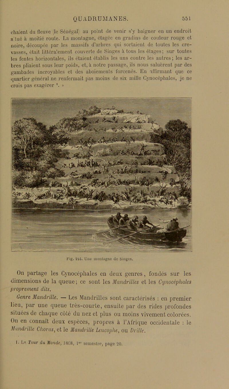 chaienL du (leuve ^le Sénégal) au point de venir s’y baigner en un endroit s'Uié à moitié roule. La montagne, étagée en gradins de couleur rouge et noire, découpée par les massifs d’arbres qui sortaient de toutes les cre- vasses, était littéralement couverte de Singes à tous les étages; sur toutes les fentes horizontales, ils étaient établis les uns contre les autres ; les ar- bres pliaient sous leur poids, et, à notre passage, ils nous saluèrent par des gambades incroyables et des aboiements forcenés. En affirmant que ce quartier général ne renfermait pas moins de six mille Cynocéphales, je ne crois pas exagérer '. » Fig. 255. Une montagne de Singes. On partage les Cynocéphales en deux genres, fondés sur les dimensions de la queue ; ce sont les Mancb'illes et les Cynocéphales proprement dits. üenre Mandrille. — Les Mandrilles sont caractérisés : en premier lieu, par une queue très-courte, ensuite par des rides profondes situées de chaque côté du nez et plus ou moins vivement colorées. On en connaît deux espèces, propres à l’Afrique occidentale : le Mandrille Chorus, elle Mandrille Lcucophe, ou Drille. I. Lf) Jour du Monde, J8G8, 1®'' seniestrc, page 20.