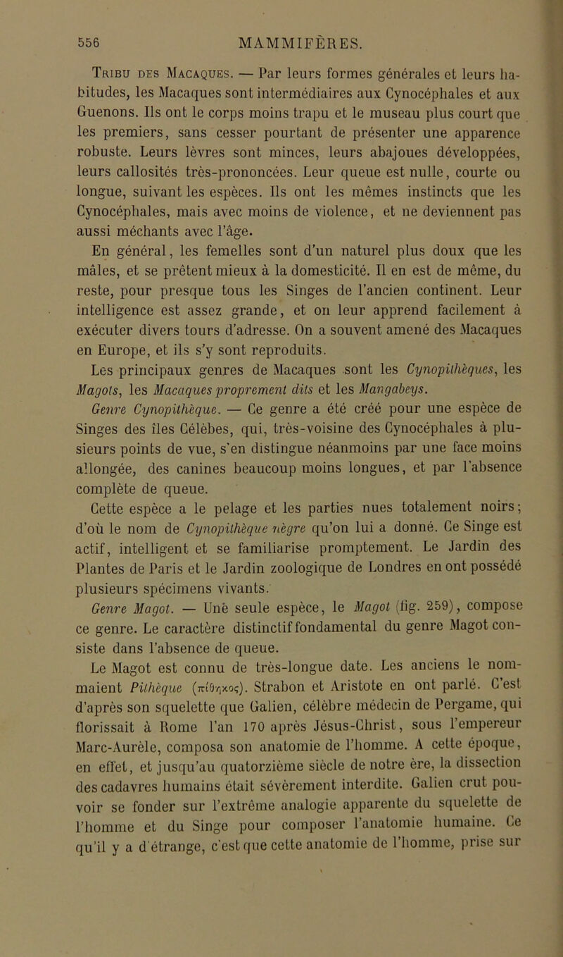 Tribu des Macaques. — Par leurs formes générales et leurs ha- bitudes, les Macaques sont intermédiaires aux Cynocéphales et aux Guenons. Ils ont le corps moins trapu et le museau plus court que les premiers, sans cesser pourtant de présenter une apparence robuste. Leurs lèvres sont minces, leurs abajoues développées, leurs callosités très-prononcées. Leur queue est nulle, courte ou longue, suivant les espèces. Ils ont les mêmes instincts que les Cynocéphales, mais avec moins de violence, et ne deviennent pas aussi méchants avec l’âge. En général, les femelles sont d’un naturel plus doux que les mâles, et se prêtent mieux â la domesticité. Il en est de même, du reste, pour presque tous les Singes de l’ancien continent. Leur intelligence est assez grande, et on leur apprend facilement â exécuter divers tours d’adresse. On a souvent amené des Macaques en Europe, et ils s’y sont reproduits. Les principaux genres de Macaques sont les Cynopiihègues, les Magots^ les Macaques proprement dits et les Mangabeys. Genre Cynopithèque. — Ce genre a été créé pour une espèce de Singes des îles Célèbes, qui, très-voisine des Cynocéphales â plu- sieurs points de vue, s’en distingue néanmoins par une face moins allongée, des canines beaucoup moins longues, et par l’absence complète de queue. Cette espèce a le pelage et les parties nues totalement noirs ; d’où le nom de Cynopith'eque nègre qu’on lui a donné. Ce Singe est actif, intelligent et se familiarise promptement. Le Jardin des Plantes de Paris et le Jardin zoologique de Londres en ont possédé plusieurs spécimens vivants. Genre Magot. — Une seule espèce, le Magot (fig. 259), compose ce genre. Le caractère distinctif fondamental du genre Magot con- siste dans l’absence de queue. Le Magot est connu de très-longue date. Les anciens le nom- maient Pithèque (Tu'ôvjxo;). Strabon et Aristote en ont parlé. C est d’après son squelette que Galien, célèbre médecin de Pergame,qui florissait à Rome l’an 170 après Jésus-Christ, sous l’empereur Marc-Aurèle, composa son anatomie de l’homme. A cette époque, en effet, et jusqu’au quatorzième siècle de notre ère, la dissection des cadavres humains était sévèrement interdite. Galien crut pou- voir se fonder sur l’extrême analogie apparente du squelette de l’homme et du Singe pour composer l’anatomie humaine. Ce qu’il y a d étrange, c'est que cette anatomie de 1 homme, prise sur