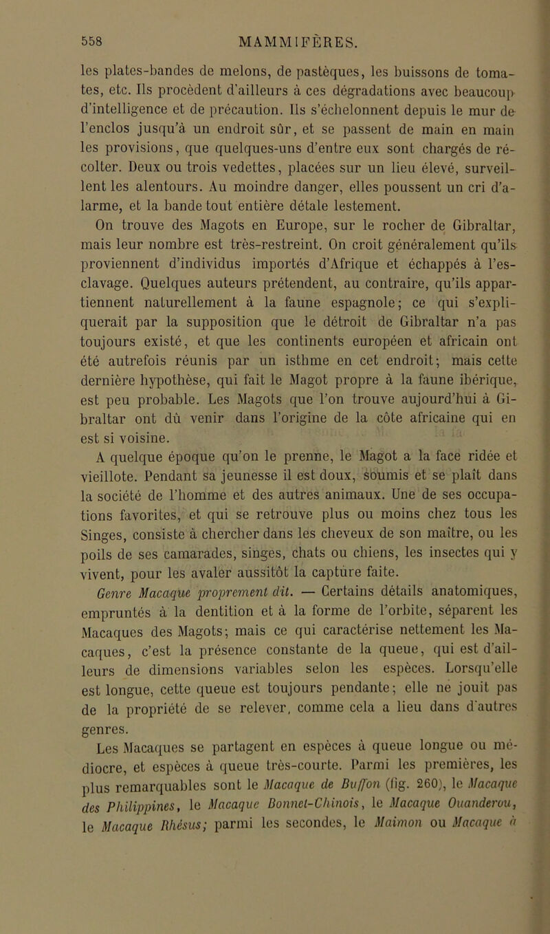 les plates-bandes de melons, de pastèques, les buissons de toma- tes, etc. Ils procèdent d’ailleurs à ces dégradations avec beaucoup d’intelligence et de précaution. Ils s’échelonnent depuis le mur de l’enclos jusqu’à un endroit sûr, et se passent de main en main les provisions, que quelques-uns d’entre eux sont chargés de ré- colter. Deux ou trois vedettes, placées sur un lieu élevé, surveil- lent les alentours. Au moindre danger, elles poussent un cri d’a- larme, et la bande tout entière détale lestement. On trouve des Magots en Europe, sur le rocher de Gibraltar, mais leur nombre est très-restreint. On croit généralement qu’il5> proviennent d’individus importés d’Afrique et échappés à l’es- clavage. Quelques auteurs prétendent, au contraire, qu’ils appar- tiennent naturellement à la faune espagnole; ce qui s’expli- querait par la supposition que le détroit de Gibraltar n’a pas toujours existé, et que les continents européen et africain ont été autrefois réunis par un isthme en cet endroit; mais cette dernière hypothèse, qui fait le Magot propre à la faune ibérique, est peu probable. Les Magots que l’on trouve aujourd’hui à Gi- braltar ont dû venir dans l’origine de la côte africaine qui en est si voisine. A quelque époque qu’on le prenne, le Magot a la face ridée et vieillote. Pendant sa jeunesse il est doux, soumis et se plaît dans la société de l’homme et des autres animaux. Une de ses occupa- tions favorites, et qui se retrouve plus ou moins chez tous les Singes, consiste à chercher dans les cheveux de son maître, ou les poils de ses camarades, singes, chats ou chiens, les insectes qui y vivent, pour les avaler aussitôt la capture faite. Genre Macaque proprement dit. — Certains détails anatomiques, empruntés à la dentition et à la forme de l’orbite, séparent les Macaques des Magots; mais ce qui caractérise nettement les Ma- caques, c’est la présence constante de la queue, qui est d’ail- leurs de dimensions variables selon les espèces. Lorsqu’elle est longue, cette queue est toujours pendante; elle ne jouit pas de la propriété de se relever, comme cela a lieu dans d'autres genres. Les Macaques se partagent en espèces à queue longue ou mé- diocre, et espèces à queue très-courte. Parmi les premières, les plus remarquables sont le Macaque de Buffon (lig. 260}, le Macaque des Philippines, le Macaque Bonnet-Chinois, le Macaque Ouanderou, le Macaque Rhésus; parmi les secondes, le Maimon ou Macaque à