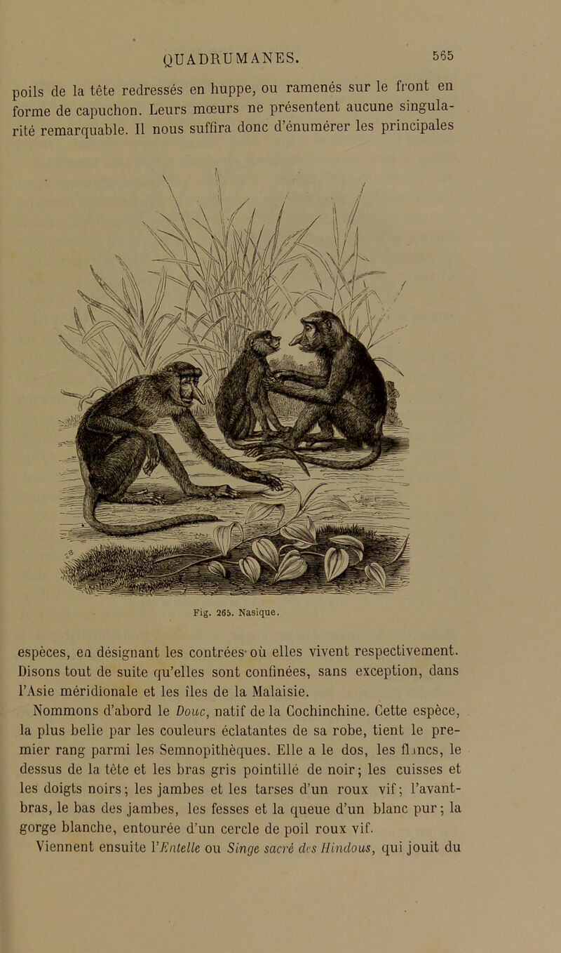 poils de la tête redressés en huppe, ou ramenés sur le front en forme de capuchon. Leurs mœurs ne présentent aucune singula- rité remarquable. Il nous suffira donc d’énumérer les principales Fig. 265. Nasique. espèces, en désignant les contrées-où elles vivent respectivement. Disons tout de suite qu’elles sont confinées, sans exception, dans l’Asie méridionale et les îles de la Malaisie. Nommons d’abord le Doue, natif de la Cochinchine. Cette espèce, la plus belle par les couleurs éclatantes de sa robe, tient le pre- mier rang parmi les Semnopithèques. Elle a le dos, les fljncs, le dessus de la tète et les bras gris pointillé de noir; les cuisses et les doigts noirs; les jambes et les tarses d’un roux vif; l’avant- bras, le bas des jambes, les fesses et la queue d’un blanc pur; la gorge blanche, entourée d’un cercle de poil roux vif. Viennent ensuite VEnlelle ou Singe sacré des Hindous, qui jouit du