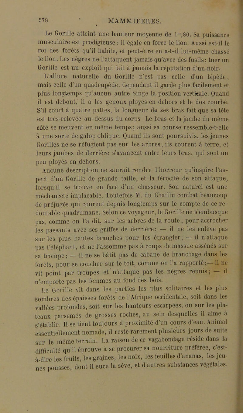 Le Gorille atteint une hauteur moyenne de l',80. Sa puissance musculaire est prodigieuse : il égale en force le lion. Aussi est-il le roi des forêts qu’il habite, et peut-être en a-t-il lui-même chassé le lion. Les nègres ne l’attaquent jamais qu’avec des fusils; tuer un Gorille est un exploit qui fait à jamais la réputation d’un noir. L’allure naturelle du Gorille n’est pas celle d’un bipède, mais celle d’un quadrupède. Cependant il garde plus facilement et plus longtemps qu’aucun autre Singe la position vertreale. Quand il est debout, il a les genoux ployés en dehors et le dos courbé. S’il court à quatre pattes, la longueur de ses bras fait que sa tête est très-relevée au-dessus du corps Le bras et la jambe du même côté se meuvent en même temps ; aussi sa course ressemble-t-elle à une sorte de galop oblique. Quand ils sont poursuivis, les jeunes Gorilles ne se réfugient pas sur les arbres; ils courent à terre, et leurs jambes de derrière s’avancent entre leurs bras, qui sont un peu ployés en dehors. Aucune description ne saurait rendre l’horreur qu’inspire l’as- pect d’un Gorille de grande taille, et la férocité de son attaque, lorsqu’il se trouve en face d’un chasseur. Son naturel est une méchanceté implacable. Toutefois M. du Chaillu combat beaucoup de préjugés qui courent depuis longtemps sur le compte de ce re- doutable quadrumane. Selon ce voyageur, le Gorille ne s’embusque pas, comme on Ta dit, sur les arbres de la route, pour accrocher les passants avec ses griffes de derrière; — il ne les enlève pas sur les plus hautes branches pour les étrangler; — il n’attaque pas l’éléphant, et ne l’assomme pas à coups de massue assénés sur sa trompe ; — il ne se bâtit pas de cabane de branchage dans les forêts, pour se coucher sur le toit,, comme on l’a rapporté ;— il ne vit point par troupes et n’attaque pas les nègi’es réunis; — il n’emporte pas les femmes au fond des bois. Le Gorille vit dans les parties les plus solitaires et les plus sombres des épaisses forêts de l’Afrique occidentale, soit dans les vallées profondes, soit sur les hauteurs escarpées, ou sur les pla- teaux parsemés de grosses roches, au sein desquelles il aime à s’établir. 11 se tient toujours à proximité d’un cours d’eau. Animal essentiellement nomade, il reste rarement plusieurs jours de suite sur le même terrain. I^a raison de ce vagabondage réside dans la difficulté qu’il éprouve à se procurer sa nourriture préférée, c’est- à-dire les fruits, les graines, les noix, les feuilles d’ananas, les jeu- nes pousses, dont il suce la sève, et d’autres substances végétales.