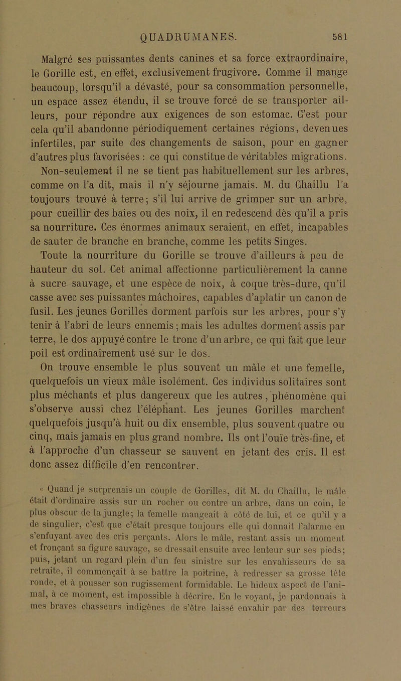 Malgré ses puissantes dents canines et sa force extraordinaire, le Gorille est, en effet, exclusivement frugivore. Comme il mange beaucoup, lorsqu’il a dévasté, pour sa consommation personnelle, un espace assez étendu, il se trouve forcé de se transporter ail- leurs, pour répondre aux exigences de son estomac. C’est pour cela qu’il abandonne périodiquement certaines régions, devenues infertiles, par suite des changements de saison, pour en gagner d’autres plus favorisées : ce qui constitue de véritables migrations. Non-seulement il ne se tient pas habituellement sur les arbres, comme on l’a dit, mais il n’y séjourne jamais. M. du Chaillu l’a toujours trouvé à terre; s’il lui arrive de grimper sur un arbre, pour cueillir des baies ou des noix, il en redescend dès qu’il a pris sa nourriture. Ces énormes animaux seraient, en effet, incapables de sauter de branche en branche, comme les petits Singes. Toute la nourriture du Gorille se trouve d’ailleurs à peu de hauteur du sol. Cet animal affectionne particulièrement la canne à sucre sauvage, et une espèce de noix, à coque très-dure, qu’il casse avec ses puissantes mâchoires, capables d’aplatir un canon de fusil. Les jeunes Gorilles dorment parfois sur les arbres, pour s’y tenir à l’abri de leurs ennemis ; mais les adultes dorment assis par terre, le dos appuyé contre le tronc d’un arbre, ce qui fait que leur poil est ordinairement usé sur le dos. On trouve ensemble le plus souvent un mâle et une femelle, quelquefois un vieux mâle isolément. Ces individus solitaires sont plus méchants et plus dangereux que les autres, phénomène qui s’observe aussi chez l’éléphant. Les jeunes Gorilles marchent quelquefois jusqu’à, huit ou dix ensemble, plus souvent quatre ou cinq, mais jamais en plus grand nombre. Ils ont l’ouïe très-fine, et à l’approche d’un chasseur se sauvent en jetant des cris. Il est donc assez difficile d’en rencontrer. « Quand je surprenais un couple de Gorilles, dit M. du Chaillu, le mâle était d’ordinaire assis sur un roclier ou contre un arbre, dans un coin, le plus obscur de la jungle; la femelle mangeait à coté de lui, et ce qu’il y a de singulier, c’est que c’était presque toujours elle qui donnait l’alarme en s’enfuyant avec des cris perçants. Alors le mâle, restant assis un moment et fronçant sa figure sauvage, se dressait ensuite avec lenteur sur ses pieds; puis, jetant un regard plein d’un feu sinistre sur les envahisseurs de sa retraite, il commençait à se battre la poitrine, à redresser sa grosse tCde ronde, et a pousser son rugissement formidable. Le hideux aspect de l’ani- mal, a ce moment, est impossible à décrire. En le voyant, je pardonnais à mes braves chasseurs indigènes de s’fttre laissé envahir par des terreurs