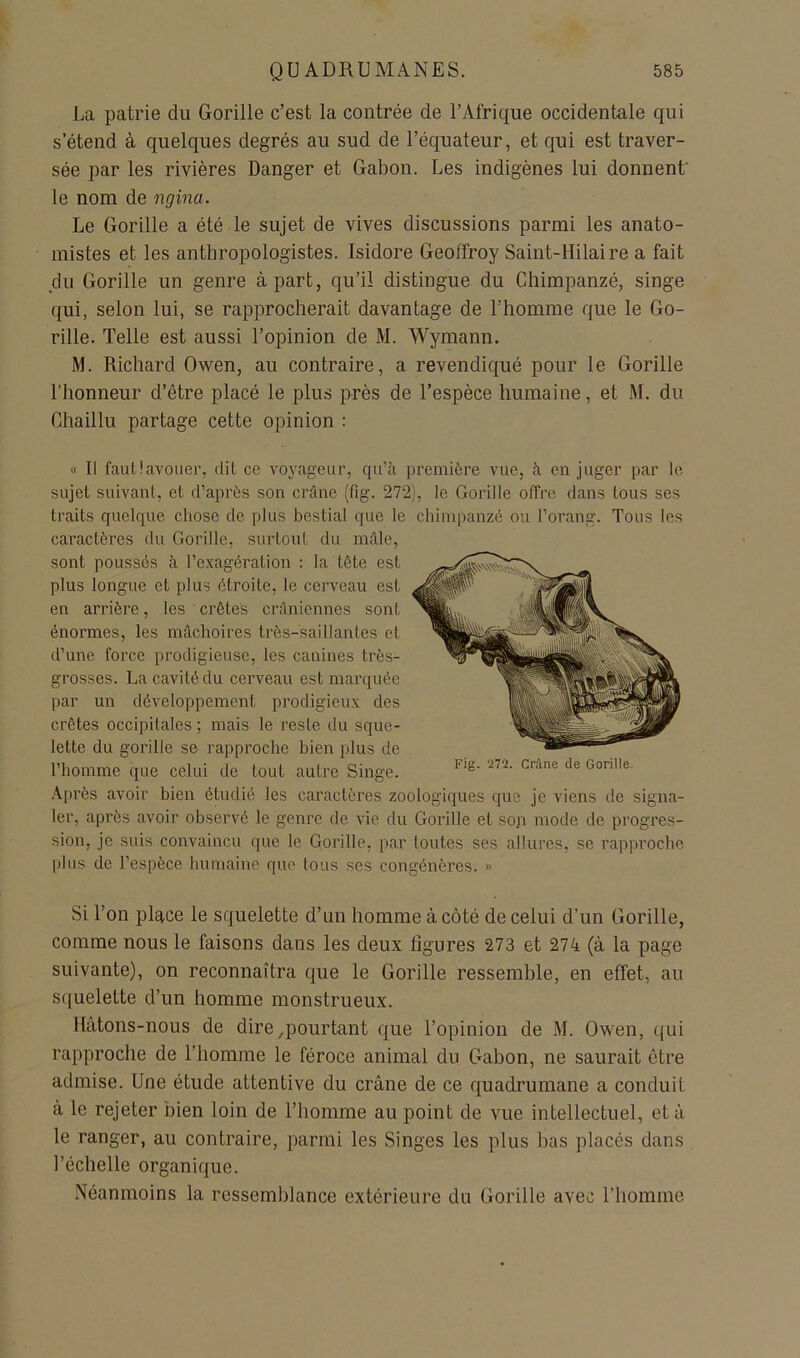 La patrie du Gorille c’est la contrée de l’Afrique occidentale qui s’étend à quelques degrés au sud de l’équateur, et qui est traver- sée par les rivières Danger et Gabon. Les indigènes lui donnent' le nom de ngina. Le Gorille a été le sujet de vives discussions parmi les anato- mistes et les anthropologistes. Isidore Geoffroy Saint-Hilaire a fait du Gorille un genre à part, qu’il distingue du Chimpanzé, singe qui, selon lui, se rapprocherait davantage de l’homme que le Go- rille. Telle est aussi l’opinion de M. Wymann. M. Richard Owen, au contraire, a revendiqué pour le Gorille l’honneur d’être placé le plus près de l’espèce humaine, et M. du Chaillu partage cette opinion : « Il faut!avouer, dit ce voyageur, qu’à première vue, à en juger par le sujet suivant, et d’après son crâne (fig. 272), le Gorille offre dans tous ses traits quelque chose de plus bestial que le chimpanzé ou l’orang. Tous les caractères du Gorille, surtout du mâle, sont poussés à l’exagération : la tête est plus longue et plus étroite, le cerveau est en arrière, les crêtes crâniennes sont énormes, les mâchoires très-saillantes et d’une force prodigieuse, les canines très- grosses. La cavité du cerveau est marquée par un développement prodigieux des crêtes occipitales ; mais le reste du sque- lette du gorille se rapproche bien plus de l’homme que celui de tout autre Singe. Après avoir bien étudié les caractères zoologiques que je viens de signa- ler, après avoir observé le genre de vie du Gorille et soji mode de progres- sion, je suis convaincu que le Gorille, par toutes ses allures, se rapproche |)his de l’espèce humaine que tous ses congénères. » Si l’on place le squelette d’un homme à côté de celui d’un Gorille, comme nous le faisons dans les deux figures 273 et 274 (à la page suivante), on reconnaîtra que le Gorille ressemble, en effet, au s({uelette d’un homme monstrueux. Hâtons-nous de dire ^pourtant que l’opinion de M. Owen, qui rapproche de l’homme le féroce animal du Gabon, ne saurait être admise. Une étude attentive du crâne de ce quadrumane a conduit à le rejeter bien loin de l’homme au point de vue intellectuel, etâ le ranger, au contraire, parmi les Singes les plus lias placés dans l’échelle organique. Néanmoins la ressemblance extérieure du Gorille avec l’homme