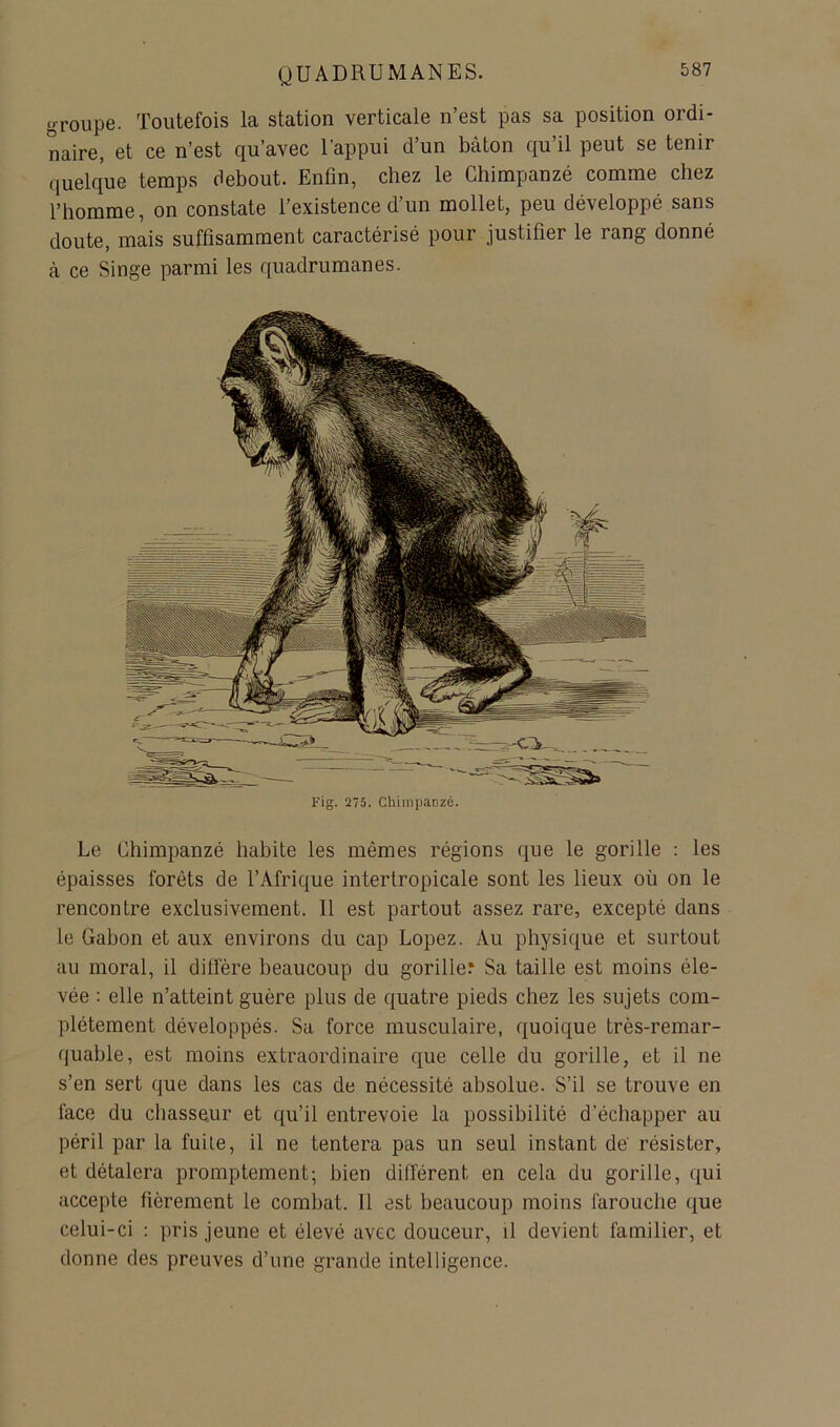 groupe. Toutefois la station verticale n’est pas sa position ordi- naire, et ce n’est qu’avec l'appui d’un bâton qu’il peut se tenir quelque temps debout. Enfin, chez le Chimpanzé comme chez l’homme, on constate l’existence d’un mollet, peu développé sans doute, mais suffisamment caractérisé pour justifier le rang donné à ce Singe parmi les quadrumanes. Fig. 275. Chimpanzé. Le Chimpanzé habite les mêmes régions que le gorille : les épaisses forêts de l’Afrique intertropicale sont les lieux où on le rencontre exclusivement. Il est partout assez rare, excepté dans le Gabon et aux environs du cap Lopez. Au physique et surtout au moral, il diffère beaucoup du goriller Sa taille est moins éle- vée : elle n’atteint guère plus de quatre pieds chez les sujets com- plètement développés. Sa force musculaire, quoique très-remar- quable, est moins extraordinaire que celle du gorille, et il ne s’en sert que dans les cas de nécessité absolue. S’il se trouve en face du chasseur et qu’il entrevoie la possibilité d’échapper au péril par la fuite, il ne tentera pas un seul instant dé résister, et détalera promptement; bien différent en cela du gorille, qui accepte fièrement le combat. 11 est beaucoup moins farouche que celui-ci ; pris jeune et élevé avec douceur, il devient familier, et donne des preuves d’une grande intelligence.