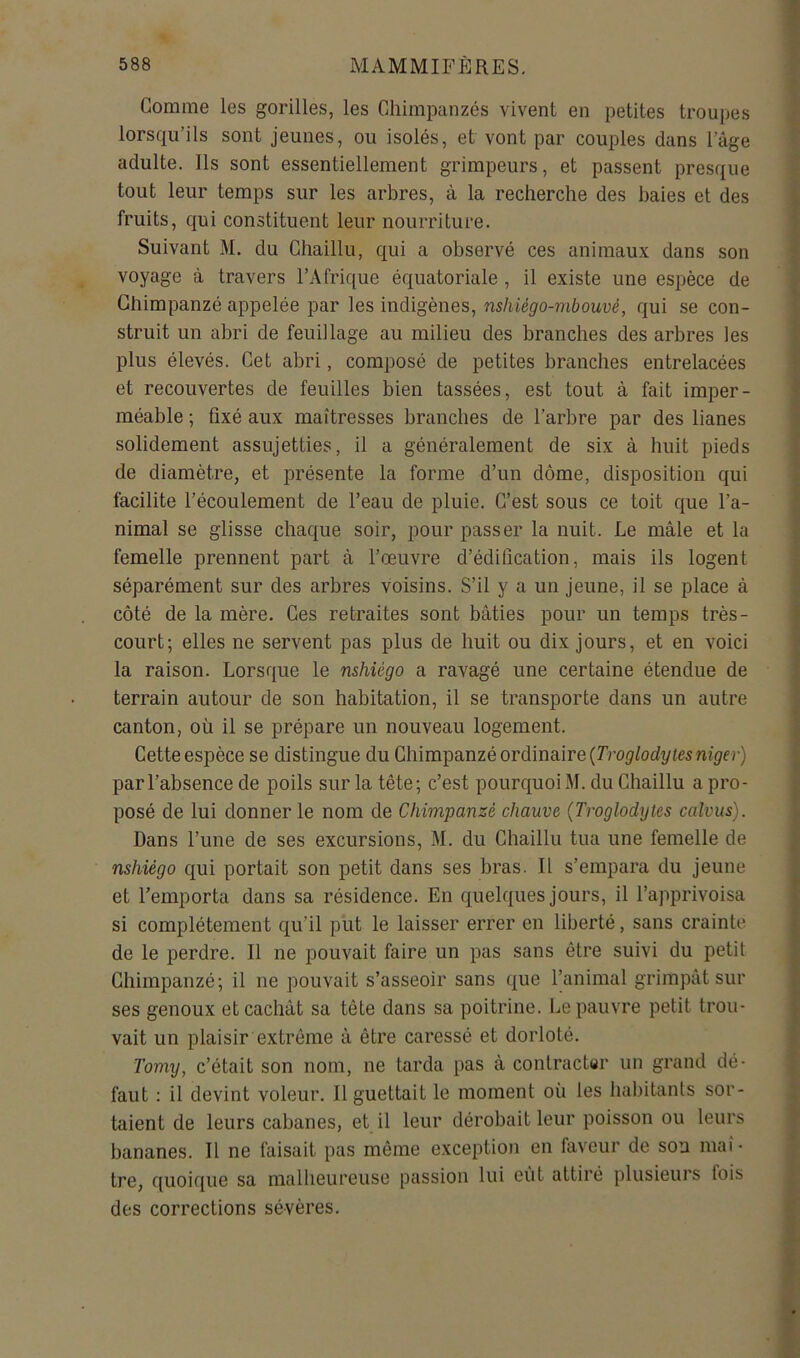 Comme les gorilles, les Chimpanzés vivent en petites troupes lorsqu’ils sont jeunes, ou isolés, et vont par couples dans l’âge adulte. Ils sont essentiellement grimpeurs, et passent presque tout leur temps sur les arbres, à la recherche des baies et des fruits, qui constituent leur nourriture. Suivant M. du Chaillu, qui a observé ces animaux dans son voyage à travers l’Afrique équatoriale , il existe une espèce de Chimpanzé appelée par les indigènes, nshiégo-mbouvé, qui se con- struit un abri de feuillage au milieu des branches des arbres les plus élevés. Cet abri, composé de petites branches entrelacées et recouvertes de feuilles bien tassées, est tout à fait imper- méable ; fixé aux maîtresses branches de l’arbre par des lianes solidement assujetties, il a généralement de six à huit pieds de diamètre, et présente la forme d’un dôme, disposition qui facilite l’écoulement de l’eau de pluie. C’est sous ce toit que l’a- nimal se glisse chaque soir, pour passer la nuit. Le mâle et la femelle prennent part à l’œuvre d’édification, mais ils logent séparément sur des arbres voisins. S’il y a un jeune, il se place à côté de la mère. Ces retraites sont bâties pour un temps très- court; elles ne servent pas plus de huit ou dix jours, et en voici la raison. Lorsque le nshiégo a ravagé une certaine étendue de terrain autour de son habitation, il se transporte dans un autre canton, où il se prépare un nouveau logement. Cette espèce se distingue du Chimpanzé ordinaire par l’absence de poils sur la tête; c’est pourquoi M. du Chaillu a pro- posé de lui donner le nom de Chimpanzé chauve (Troglodytes calvus). Dans l’une de ses excursions, M. du Chaillu tua une femelle de nshiégo qui portait son petit dans ses bras. Il s’empara du jeune et l’emporta dans sa résidence. En quelques jours, il l’apprivoisa si complètement qu’il put le laisser errer en liberté, sans crainte de le perdre. Il ne pouvait faire un pas sans être suivi du petit Chimpanzé; il ne pouvait s’asseoir sans que l’animal grimpât sur ses genoux et cachât sa tête dans sa poitrine. Le pauvre petit trou- vait un plaisir extrême à être caressé et dorloté. Tomy, c’était son nom, ne tarda pas à contracter un grand dé- faut : il devint voleur. Il guettait le moment où les habitants sor- taient de leurs cabanes, et il leur dérobait leur poisson ou leurs bananes. Il ne faisait pas même exception en faveur de sou maî- tre, quoique sa malheureuse passion lui eût attiré plusieurs fois des corrections sévères.