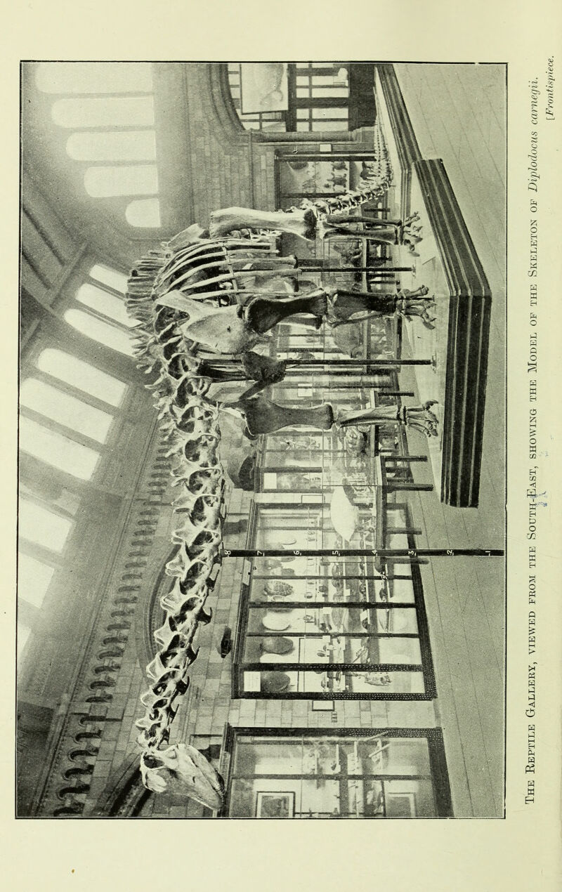 The Reptile Gallery, viewed prom the Soutij-Past, showing the Model op the Skeleton op Diplodocus carnegii. [Frontispiece.