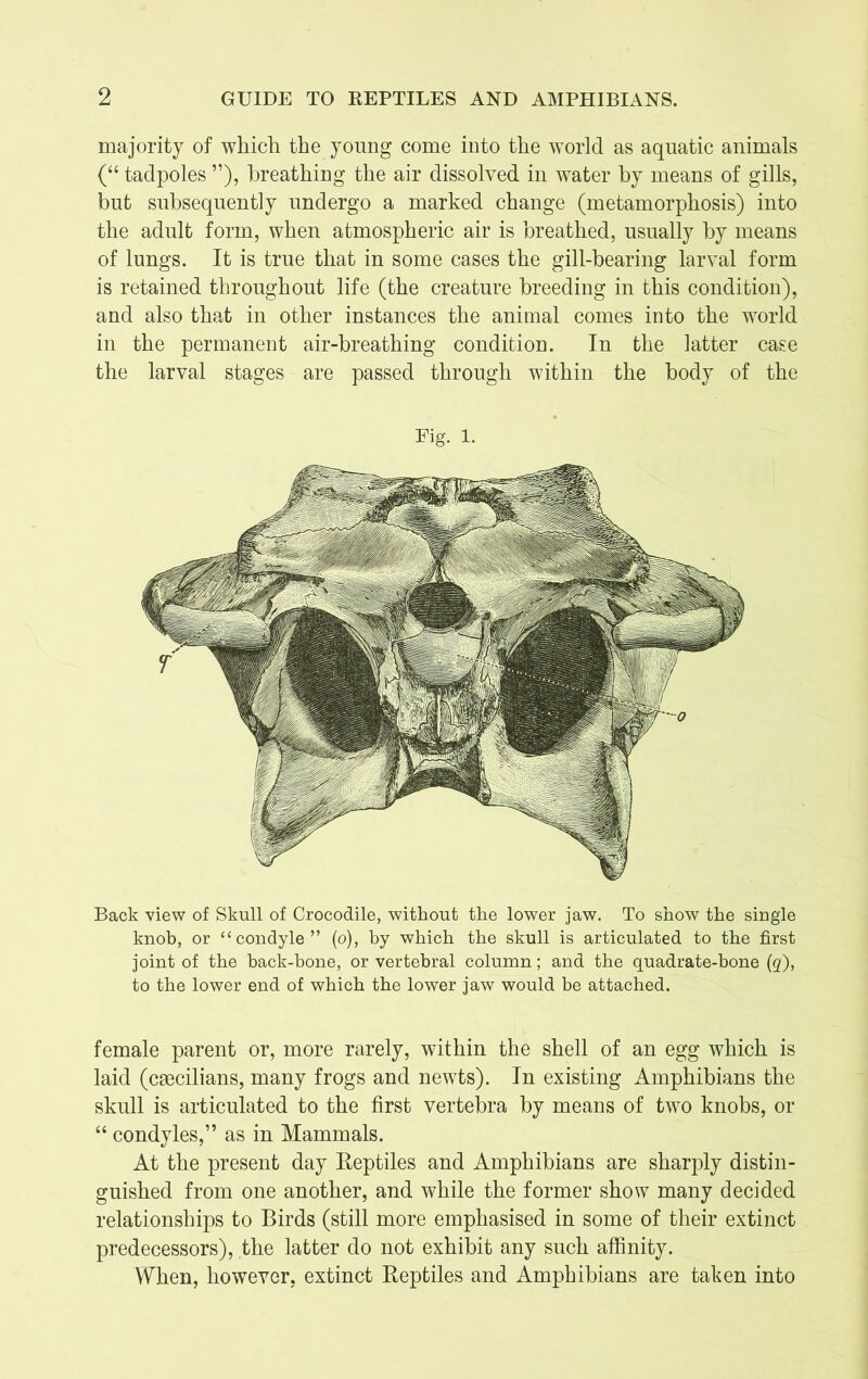 majority of which the young come into the world as aquatic animals (“ tadpoles ”), breathing the air dissolved in water by means of gills, but subsequently undergo a marked change (metamorphosis) into the adult form, when atmospheric air is breathed, usually by means of lungs. It is true that in some cases the gill-bearing larval form is retained throughout life (the creature breeding in this condition), and also that in other instances the animal comes into the world in the permanent air-breathing condition. In the latter case the larval stages are passed through within the body of the Fig. l. Back view of Skull of Crocodile, without the lower jaw. To show the single knob, or “condyle” (o), by which the skull is articulated to the first joint of the back-hone, or vertebral column; and the quadrate-bone (q), to the lower end of which the lower jaw would be attached. female parent or, more rarely, within the shell of an egg which is laid (csecilians, many frogs and newts). In existing Amphibians the skull is articulated to the first vertebra by means of two knobs, or “ condyles,” as in Mammals. At the present day Reptiles and Amphibians are sharply distin- guished from one another, and while the former show many decided relationships to Birds (still more emphasised in some of their extinct predecessors), the latter do not exhibit any such affinity. When, however, extinct Reptiles and Amphibians are taken into