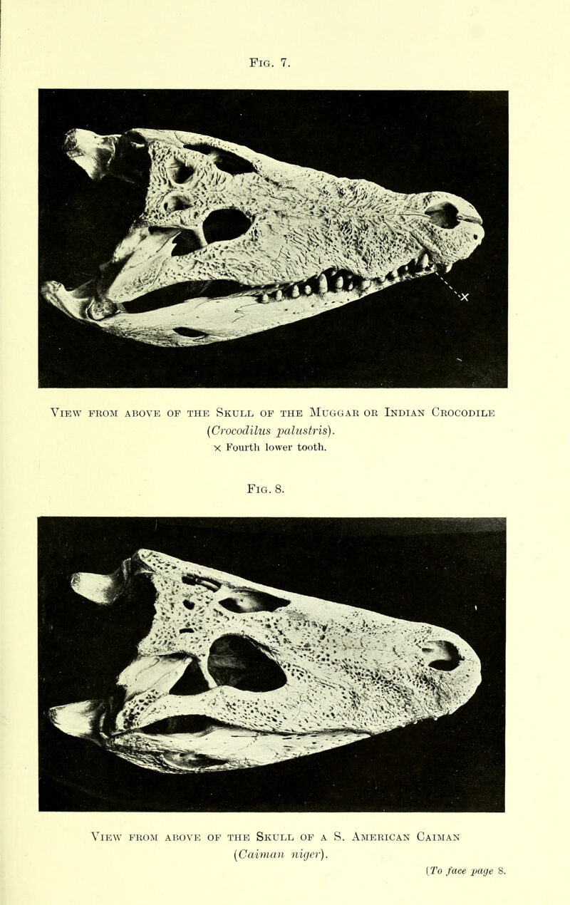 View from above of the Skull of the Muggar or Indian Crocodile (Grocodilus palustris). X Fourth lower tooth. Fig. 8. View from above of the Skull of a S. American Caiman (Caiman niger).