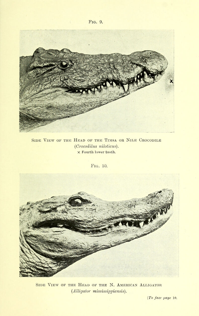 Side View of the Head of the Timsa or Nile Crocodile (Crocodilus niloticus). X Fourth lower tooth. Fig. 10. Side View of the Head of the N. American Alligator {Alligator mississippiensis).