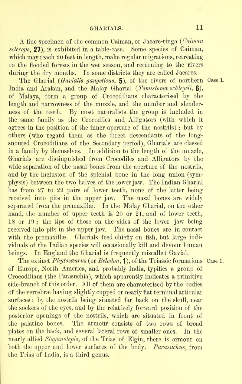 A fine specimen of the common Caiman, or Jacare-tinga (Caiman sclerops, 27), is exhibited in a table-case. Some species of Caiman, which may reach 20 feet in length, make regular migrations, retreating to the flooded forests in the wet season, and returning to the rivers during the dry months. In some districts they are called Jacares. The Gharial (Oavialis gangeticus, 5), of the rivers of northern Case 1. India and Arakan, and the Malay Gharial (Tomistoma schlegeli, 6), of Malaya, form a group of Crocodilians characterised by the length and narrowness of the muzzle, and the number and slender- ness of the teeth. By most naturalists the group is included in the same family as the Crocodiles and Alligators (with which it agrees in the position of the inner aperture of the nostrils) ; but by others (who regard them as the direct descendants of the long- snouted Crocodilians of the Secondary period), Gharials are classed in a family by themselves. In addition to the length of the muzzle, Gharials are distinguished from Crocodiles and Alligators by the wide separation of the nasal bones from the aperture of the nostrils, and by the inclusion of the splenial bone in the long union (sym- physis) between the two halves of the lower jaw. The Indian Gharial has from 27 to 29 pairs of lower teeth, none of the latter being received into pits in the upper jaw. The nasal bones are widely separated from the premaxillse. In the Malay Gharial, on the other hand, the number of upper teeth is 20 or 21, and of lower teeth, 18 or 19 ; the tips of those on the sides of the lower jaw being received into pits in the upper jaw. The nasal bones are in contact with the premaxillae. Gharials feed chiefly on fish, but large indi- viduals of the Indian species will occasionally kill and devour human beings. In England the Gharial is frequently miscalled Gavial. The extinct Phytosaurns (or Belodon, 1), of the Triassic formations Case l. of Europe, North America, and probably India, typifies a group of Crocodilians (the Parasuchia), which apparently indicates a primitive side-branch of this order. All of them are characterised by the bodies of the vertebrae having slightly cupped or nearly flat terminal articular surfaces ; by the nostrils being situated far back on the skull, near the sockets of the eyes, and by the relatively forward position of the posterior openings of the nostrils, which are situated in front of the palatine bones. The armour consists of two rows of broad plates on the back, and several lateral rows of smaller ones. In the nearly allied Staganolepis, of the Trias of Elgin, there is armour on both the upper and lower surfaces of the body. Parasuchus, from the Trias of India, is a third genus.