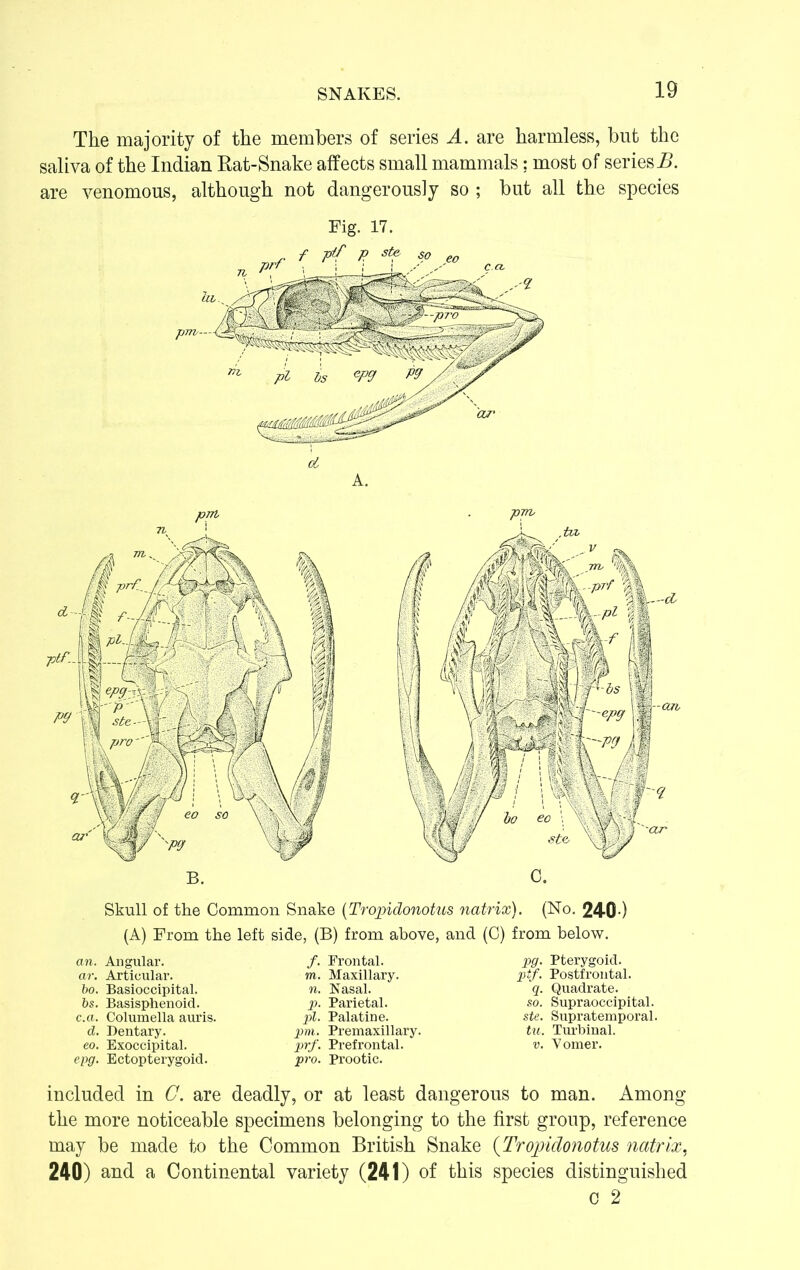 The majority of the members of series A. are harmless, but the saliva of the Indian Rat-Snake affects small mammals; most of series I>. are venomous, although not dangerously so ; but all the species Fig. 17. -p7Tb Skull of the Common Snake (Tropidonotus natrix). (No. 24-0) (A) From the left side, (B) from above, and (C) from below. an. Angular. ar. Articular. bo. Basioccipital. bs. Basisphenoid. c.a. Columella auris. d. Dentary. eo. Exoccipital. epg. Ectopterygoid. /. Frontal. m. Maxillary. n. Nasal. p. Parietal. pi. Palatine. pm. Premaxillary. prf. Prefrontal. pro. Prootic. pg. Pterygoid. ptf. Postfrontal. q. Quadrate. so. Supraoccipital. ste. Supratemporal. tu. Turbinal. v. Vomer. included in C. are deadly, or at least dangerous to man. Among the more noticeable specimens belonging to the first group, reference may be made to the Common British Snake (Tropidonotus natrix, 240) and a Continental variety (241) of this species distinguished 0 2