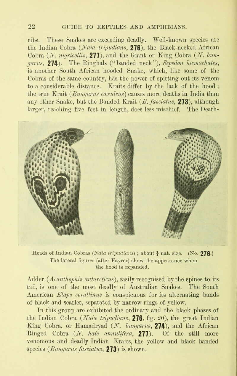 ribs. These Snakes are exceeding deadly. Well-known species are the Indian Cobra (.Naia tripudians, 276)? the Black-necked African Cobra {N. nigricollis, 277)? and the Giant or King Cobra {N. bun- garus, 274). The Ringhals (“banded neck”), Sepedon hcemachates, is another South African hooded Snake, which, like some of the Cobras of the same country, has the power of spitting out its venom to a considerable distance. Kraits differ by the lack of the hood ; the true Krait (Bungarus mrideus) causes more deaths in India than any other Snake, but the Banded Krait {B. fasciatus, 273), although larger, reaching five feet in length, does less mischief. The Death- Heads of Indian Cobras (Naia tripudians) ; about l nat. size. (No. 276-) The lateral figures (after Fayrer) show the appearance when the hood is expanded. Adder (.Acanthophis antarcticus), easily recognised by the spines to its tail, is one of the most deadly of Australian Snakes. The South American Elaps corallinus is conspicuous for its alternating bands of black and scarlet, separated by narrow rings of yellow. In this group are exhibited the ordinary and the black phases of the Indian Cobra {Naia tripudians, 276, fig. 20), the great Indian King Cobra, or Hamadryad {N. bungarus, 274), and the African Ringed Cobra {N. haie annulifera, 277). Of the still more venomous and deadly Indian Kraits, the yellow and black banded species {Bungarus fasciatus, 273) is shown.