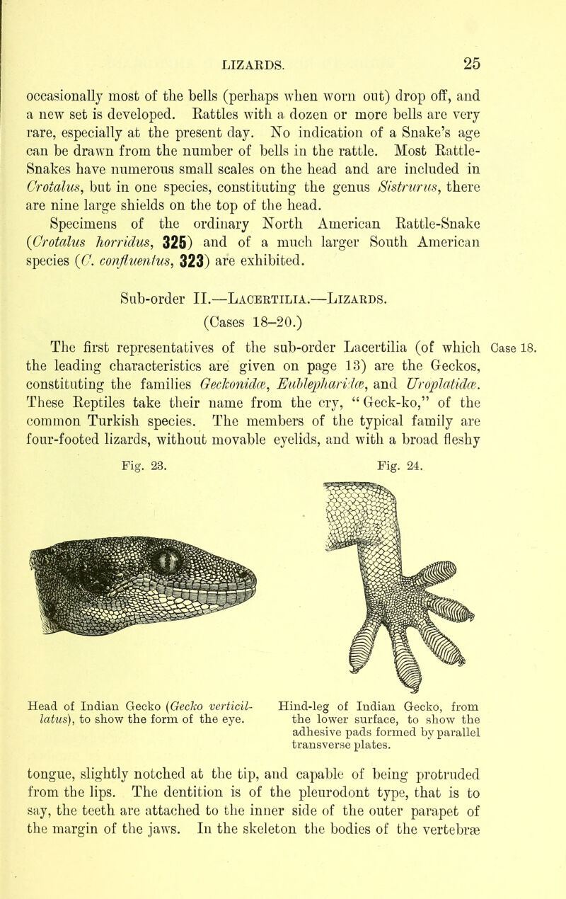 occasionally most of the bells (perhaps when worn out) drop off, and a new set is developed. Rattles with a dozen or more bells are very rare, especially at the present day. No indication of a Snake’s age can he drawn from the number of bells in the rattle. Most Rattle- Snakes have numerous small scales on the head and are included in Crotalus, but in one species, constituting the genus Sistrurus, there are nine large shields on the top of the head. Specimens of the ordinary North American Rattle-Snake (Crotalus horridus, 325) and of a much larger South American species (G. confluentus, 323) are exhibited. Sub-order II.—Lacertilia.—Lizards. (Oases 18-20.) The first representatives of the sub-order Lacertilia (of which Case the leading characteristics are given on page 13) are the Geckos, constituting the families Geckonidoz, Eublepliaridcv, and Uroplcitidw. These Reptiles take their name from the cry, “ Oeck-ko,” of the common Turkish species. The members of the typical family are four-footed lizards, without movable eyelids, and with a broad fleshy Fig. 23. Fig. 24. Head of Indian Gecko (Gecko verticil- Hind-leg of Indian Gecko, from latus), to show the form of the eye. the lower surface, to show the adhesive pads formed by parallel transverse plates. tongue, slightly notched at the tip, and capable of being protruded from the lips. The dentition is of the pleurodont type, that is to say, the teeth are attached to the inner side of the outer parapet of the margin of the jaws. In the skeleton the bodies of the vertebrae