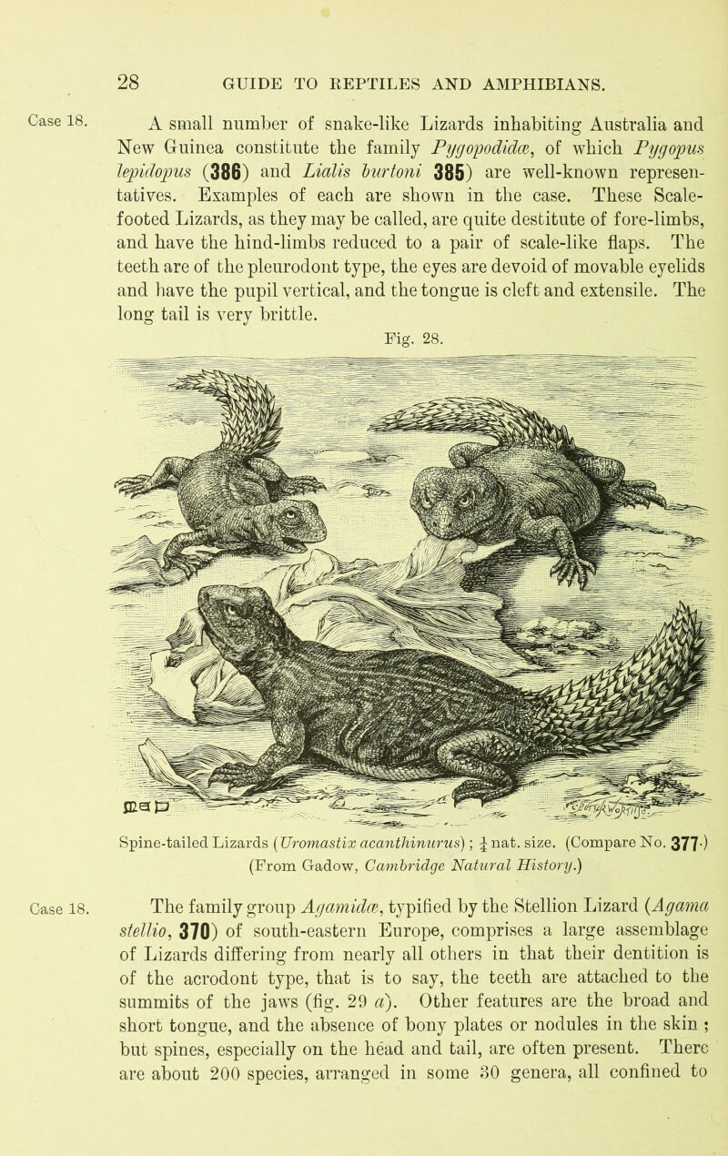 Case 18. 28 GUIDE TO REPTILES AND AMPHIBIANS. A small number of snake-like Lizards inhabiting Australia and New Guinea constitute the family Pygopodidce, of which Pygopus lepidopus (386) and Lialis burtoni 385) are well-known represen- tatives. Examples of each are shown in the case. These Scale- footed Lizards, as they may be called, are quite destitute of fore-limbs, and have the hind-limbs reduced to a pair of scale-like flaps. The teeth are of the pleurodont type, the eyes are devoid of movable eyelids and have the pupil vertical, and the tongue is cleft and extensile. The long tail is very brittle. Fig. 28. Spine-tailed Lizards (Uromastix acanthinurus); \ nat. size. (Compare No. 377') (From Gadow, Cambridge Natural History.) The family group Agamidce, typified by the Stellion Lizard (Agama stellio, 370) of south-eastern Europe, comprises a large assemblage of Lizards differing from nearly all others in that their dentition is of the acrodont type, that is to say, the teeth are attached to the summits of the jaws (fig. 29 a). Other features are the broad and short tongue, and the absence of bony plates or nodules in the skin ; but spines, especially on the head and tail, are often present. There