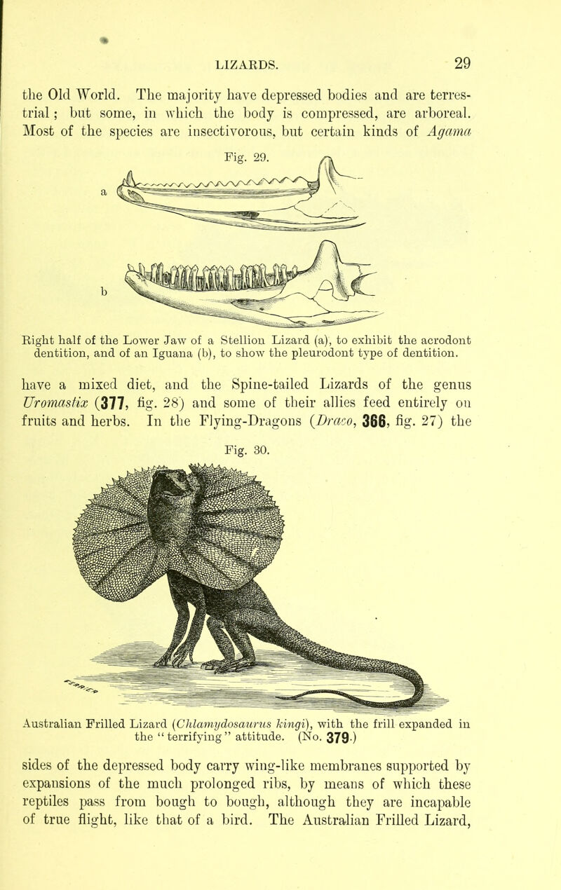 tlie Old World. The majority have depressed bodies and are terres- trial ; but some, in which the body is compressed, are arboreal. Most of the species are insectivorous, but certain kinds of Agama Right half of the Lower Jaw of a Stellion Lizard (a), to exhibit the acrodont dentition, and of an Iguana (b), to show the pleurodont type of dentition. have a mixed diet, and the Spine-tailed Lizards of the genus Uromastix (377, fig. 28) and some of their allies feed entirely on fruits and herbs. In the Flying-Dragons (.Draco, 366, fig. 27) the Fig. 30. Australian Frilled Lizard (Chlamydosaurus kingi), with the frill expanded in the “terrifying” attitude. (No. 379-) sides of the depressed body carry wing-like membranes supported by expansions of the much prolonged ribs, by means of which these reptiles pass from bough to bough, although they are incapable of true flight, like that of a bird. The Australian Frilled Lizard,