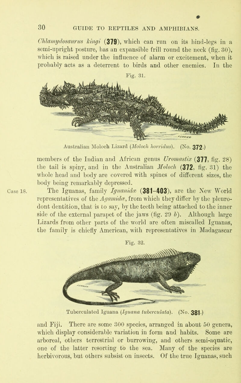 # Chlamydosaurus Tdngi (379), which can run on its hind-legs in a semi-upright posture, has an expansible frill round the neck (fig. 80), which is raised under the influence of alarm or excitement, when it probably acts as a deterrent to birds and other enemies. In the Fig. 31. Australian Moloch Lizard (Moloch horridus). (No. 372-) members of the Indian and African genus Uromastix (377, fig. 28) the tail is spiny, and in the Australian Moloch (372, fig. 31) the whole head and body are covered with spines of different sizes, the body being remarkably depressed. representatives of the Agamidce, from which they differ by the pleuro- dont dentition, that is to say, by the teeth being attached to the inner side of the external parapet of the jaws (fig. 29 b). Although large Lizards from other parts of the world are often miscalled Iguanas, the family is chiefly American, with representatives in Madagascar Fig. 32. Tuberculated Iguana (Iguana tuberculata). (No. 381 •) and Fiji. There are some 300 species, arranged in about 50 genera, which display considerable variation in form and habits. Some are arboreal, others terrestrial or burrowing, and others semi-aquatic, one of the latter resorting to the sea. Many of the species are herbivorous, but others subsist on insects. Of the true Iguanas, such