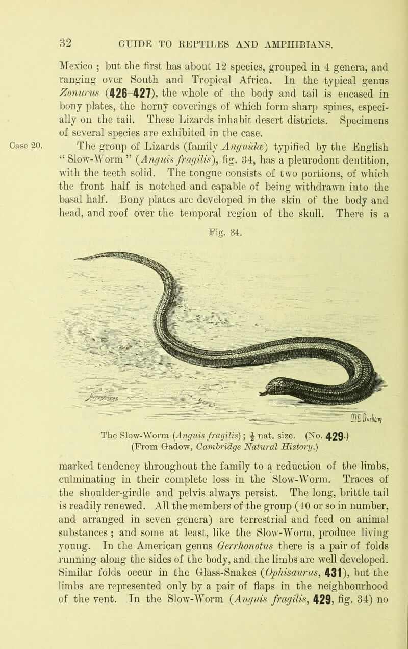 Case 20. Mexico ; but the first has about 12 species, grouped in 4 genera, and ranging over South and Tropical Africa. In the typical genus Zonurus (426-427), the whole of the body and tail is encased in bony plates, the horny coverings of which form sharp spines, especi- ally on the tail. These Lizards inhabit desert districts. Specimens of several species are exhibited in the case. The group of Lizards (family Anguidm) typified by the English “ Slow-Worm” (Anguis fragilis), fig. 34, has a pleurodont dentition, with the teeth solid. The tongue consists of two portions, of which the front half is notched and capable of being withdrawn into the basal half. Bony plates are developed in the skin of the body and head, and roof over the temporal region of the skull. There is a Fig. 34. The Slow-Worm (Anguis fragilis); £ nat. size. (No. 429-) (From Gadow, Cambridge Natural History.) marked tendency throughout the family to a reduction of the limbs, culminating in their complete loss in the Slow-Worm. Traces of the shoulder-girdle and pelvis always persist. The long, brittle tail is readily renewed. All the members of the group (40 or so in number, and arranged in seven genera) are terrestrial and feed on animal substances; and some at least, like the Slow-Worm, produce living young. In the American genus Gerrhonotus there is a pair of folds running along the sides of the body, and the limbs are well developed. Similar folds occur in the Glass-Snakes (Ophisaurus, 431), but the limbs are represented only by a pair of flaps in the neighbourhood of the vent. In the Slow-Worm (Anguis fragilis, 429, fig. 34) no