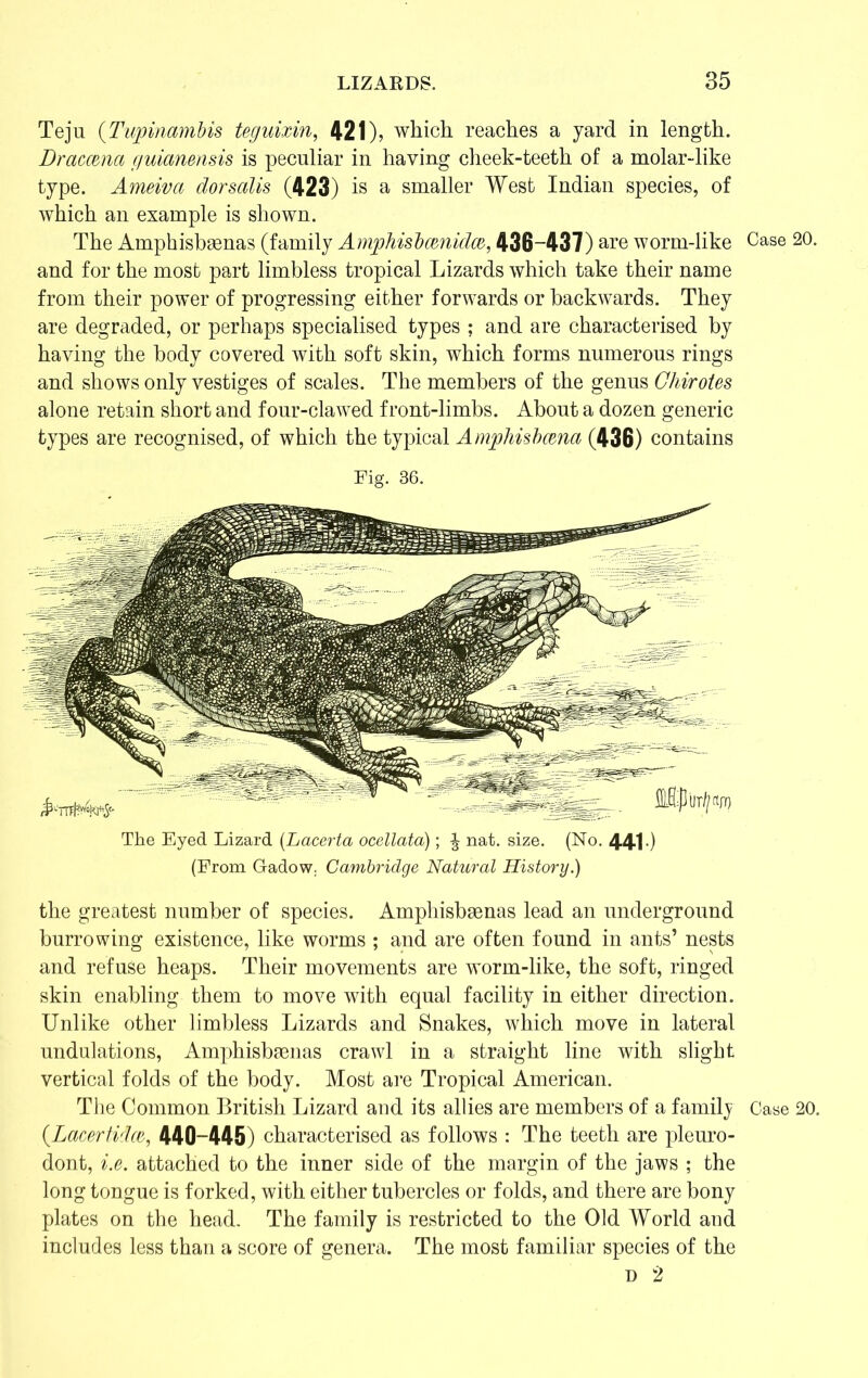 Teju (Tupinambis teguixin, 421), which reaches a yard in length. Draccxna guianensis is peculiar in having cheek-teeth of a molar-like type. Ameiva dorsalis (423) is a smaller West Indian species, of which an example is shown. The Amphisbaenas (family AmphisbcmidcB, 436-437) are worm-like and for the most part limbless tropical Lizards which take their name from their power of progressing either forwards or backwards. They are degraded, or perhaps specialised types ; and are characterised by having the body covered with soft skin, which forms numerous rings and shows only vestiges of scales. The members of the genus Ghirotes alone retain short and four-clawed front-limbs. About a dozen generic types are recognised, of which the typical Amphisbcena (436) contains Fig. 36. The Eyed Lizard (Lacerta ocellata); £ nat. size. (No. 441-) (From Gadow. Cambridge Natural History.) the greatest number of species. Amphisbgenas lead an underground burrowing existence, like worms ; and are often found in ants’ nests and refuse heaps. Their movements are worm-like, the soft, ringed skin enabling them to move with equal facility in either direction. Unlike other limbless Lizards and Snakes, which move in lateral undulations, Amphisbsenas crawl in a straight line with slight vertical folds of the body. Most are Tropical American. The Common British Lizard and its allies are members of a family (.Lacertidce, 446-445) characterised as follows : The teeth are pleuro- dont, i.e. attached to the inner side of the margin of the jaws ; the long tongue is forked, with either tubercles or folds, and there are bony plates on the head. The family is restricted to the Old World and includes less than a score of genera. The most familiar species of the d 2 Case 20. Case 20.