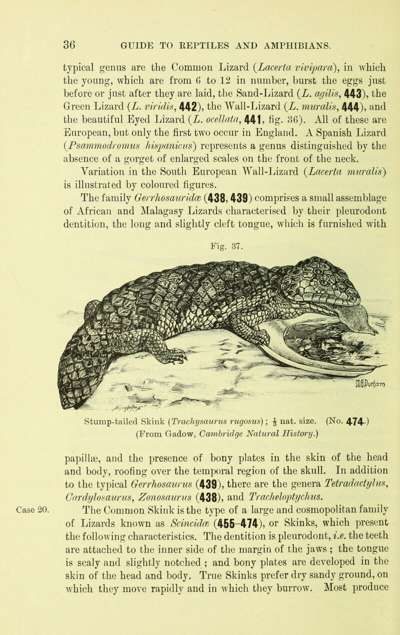 Case 20. typical genus are the Common Lizard (Lacerta viviparci), in which the young, which are from 6 to 12 in number, burst the eggs just before or just after they are laid, the Sand-Lizard (X. agilis, 443), the Green Lizard (L. viridis, 442), the Wall-Lizard (X. muralis, 444), and the beautiful Eyed Lizard (X. ocellata, 441, hg. 36). All of these are European, but only the first two occur in England. A Spanish Lizard (.Psammodromus hisjoanicus) represents a genus distinguished by the absence of a gorget of enlarged scales on the front of the neck. Variation in the South European Wall-Lizard (.Lacerta muralis) is illustrated by coloured figures. The family Gerrhosauridce (438,439) comprises a small assemblage of African and Malagasy Lizards characterised by their pleurodont dentition, the long and slightly cleft tongue, which is furnished with Fig. 37. Stump-tailed Skink (Trachysaurus rugosus); £ nat. size. (No. 474-) (From Gadow, Cambridge Natural History.) papillae, and the presence of bony plates in the skin of the head and body, roofing over the temporal region of the skull. In addition to the typical Gerrhosaurus (439), there are the genera Tetradactylus, Cardylosaurus, Zonosaurus (438), and Tracheloptyclius. The Common Skink is the type of a large and cosmopolitan family of Lizards known as Scincidce (455-474), or Skinks, which present the following characteristics. The dentition is pleurodont, i.e. the teeth are attached to the inner side of the margin of the jaws ; the tongue is scaly and slightly notched ; and bony plates are developed in the skin of the head and body. True Skinks prefer dry sandy ground, on which they move rapidly and in w7hich they burrow. Most produce