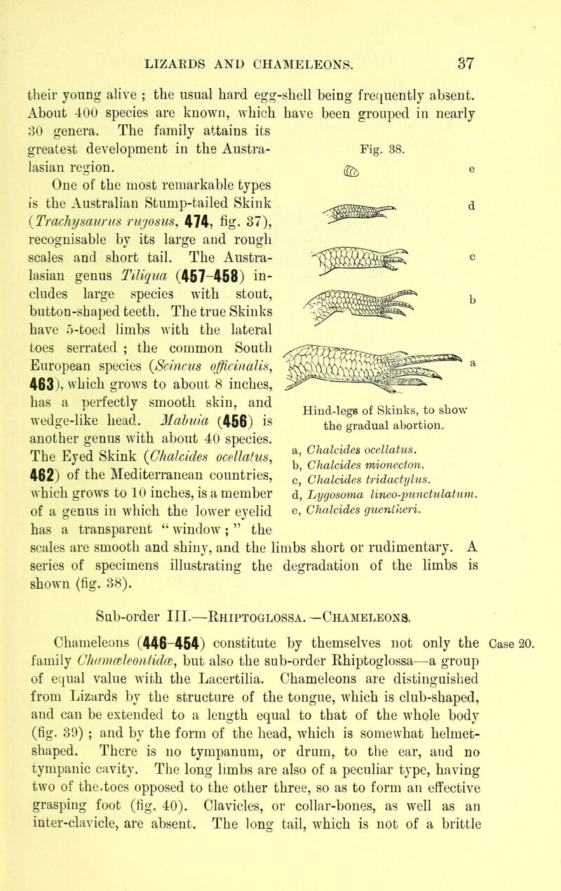 their young alive ; the usual hard egg-shell being frequently absent. About 400 species are known, which have been grouped in nearly 30 genera. The family attains its greatest development in the Austra- lasian region. One of the most remarkable types is the Australian Stump-tailed Skink (.Trachysaurus rugosus, 474, fig. 37), recognisable by its large and rough scales and short tail. The Austra- lasian genus Tiliqua (457-458) in- cludes large species with stout, button-shaped teeth. The true Skinks have 5-toed limbs with the lateral toes serrated ; the common South European species (Scincus officinalis, 463), which grows to about 8 inches, has a perfectly smooth skin, and wedge-like head. Mabuia (456) is another genus with about 40 species. The Eyed Skink (Ghalcides ocellatus, 462) of the Mediterranean countries, which grows to 10 inches, is a member of a genus in which the lower eyelid has a transparent “ window ; ” the scales are smooth and shiny, and the limbs short or rudimentary. A series of specimens illustrating the degradation of the limbs is shown (fig. 38). Sub-order III.—Rhiptoglossa. —Chameleons. Chameleons (446-454) constitute by themselves not only the Case 20. family Cliamccleontidce, but also the sub-order Rhiptoglossa—a group of equal value with the Lacertilia. Chameleons are distinguished from Lizards by the structure of the tongue, which is club-shaped, and can be extended to a length equal to that of the whole body (fig. 39) ; and by the form of the head, which is somewhat helmet- shaped. There is no tympanum, or drum, to the ear, and no tympanic cavity. The long limbs are also of a peculiar type, having two of the.toes opposed to the other three, so as to form an effective grasping foot (fig. 40). Clavicles, or collar-bones, as well as an inter-clavicle, are absent. The long tail, which is not of a brittle Fig. 38. Hind-legs of Skinks, to show the gradual abortion. a, Chalcides ocellatus. b, Chalcides rnionecton. c, Chalcides tridactylus. d, hygosoma lineo-punctulatum. e, Chalcides gueniheri.