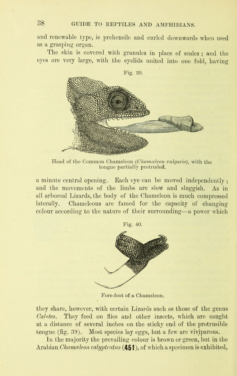 and renewable type, is prehensile and curled downwards when used as a grasping organ. The skin is covered with granules in place of scales ; and the eyes are very large, with the eyelids united into one fold, having Fig. 39. Head of the Common Chameleon (Chamceleon vulgaris), with the tongue partially protruded. a minute central opening. Each eye can be moved independently ; and the movements of the limbs are slow and sluggish. As in all arboreal Lizards, the body of the Chameleon is much compressed laterally. Chameleons are famed for the capacity of changing colour according to the nature of their surrounding—a power which Fig. 40. r ore-foot of a Chameleon. they share, however, with certain Lizards such as those of the genus Calotes. They feed on flies and other insects, which are caught at a distance of several inches on the sticky end of the protrusible tongue (fig. 39). Most species lay eggs, but a few are viviparous. In the majority the prevailing colour is brown or green, but in the Arabian Chamodeon calyptratus (451)? of which a specimen is exhibited,