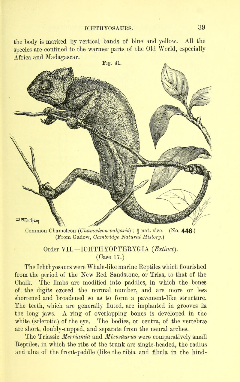 the body is marked by vertical bands of blue and yellow. All the species are confined to the warmer parts of the Old World, especially Africa and Madagascar. Common Chameleon (Chamceleon vulgaris) ; § nat. size. (No. 4460 (From Gadow, Cambridge Natural History.) Order VII.—ICHTHYOPTERYGIA {Extinct). (Case 17.) The Ichthyosaurs were Whale-like marine Eeptiles which flourished from the period of the New Eed Sandstone, or Trias, to that of the Chalk. The limbs are modified into paddles, in which the bones of the digits exceed the normal number, and are more or less shortened and broadened so as to form a pavement-like structure. The teeth, which are generally fluted, are implanted in grooves in the long jaws. A ring of overlapping bones is developed in the white (sclerotic) of the eye. The bodies, or centra, of the vertebrae are short, doubly-cupped, and separate from the neural arches. The Triassic Merriamia and Mixosaurus were comparatively small Eeptiles, in which the ribs of the trunk are single-headed, the radius and ulna of the front-paddle (like the tibia and fibula in the hind-