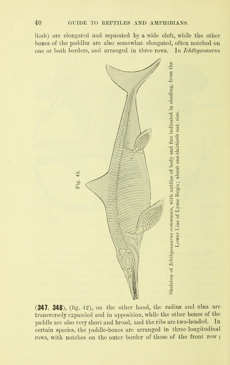 limb) are elongated and separated by a wide cleft, while the other bones of the paddles are also somewhat elongated, often notched on one or both borders, and arranged in three rows. In Ichthyosaurus (347, 348), (fig. 42), on the other hand, the radius and ulna are transversely expanded and in apposition, while the other bones of the paddle are also very short and broad, and the ribs are two-headed. In certain species, the paddle-bones are arranged in three longitudinal rows, with notches on the outer border of those of the front row ;