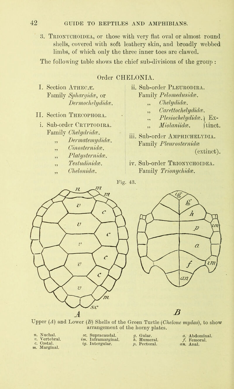 3. Trionychoidea, or those with very flat oval or almost round shells, covered with soft leathery skin, and broadly webbed limbs, of which only the three inner toes are clawed. The following table shows the chief sub-divisions of the group : Order I. Section Athec^e. Family Sphcirgidce, or jDermochelydidcv. II. Section Thecophora. Sub-order Cryptodira. Family Chelydridm. ,, Dermatemydidw. „ Ginosternidce. „ Platysternidm. „ Testudinidce. „ Chelonidw. CHELONIA. ii. Sub-order Pleurodira. Family Pelomedusidce. „ Ghelydidm. „ Garettochelydidw. Plesiochelydid<%.\> „ Miolaniidw. I Ex- tinct. iii. Sub-order Amphichelydia. Family Pleurosternidce (extinct). iv. Sub-order Trionychoidea. Family Trlonychidm. Fig. 43. 3 Upper (A) and Lower (B) Shells of the Green Turtle (Chelone mydas), to show arrangement of the horny plates. n. Nuchal. v. Vertebral, c. Costal. m. Marginal. sc. Supracaudal. im. Inframarginal. ig. Intergular. g. Gular. h. Humeral. p. Pectoral. a. Abdominal. /. Femoral. an. Anal.