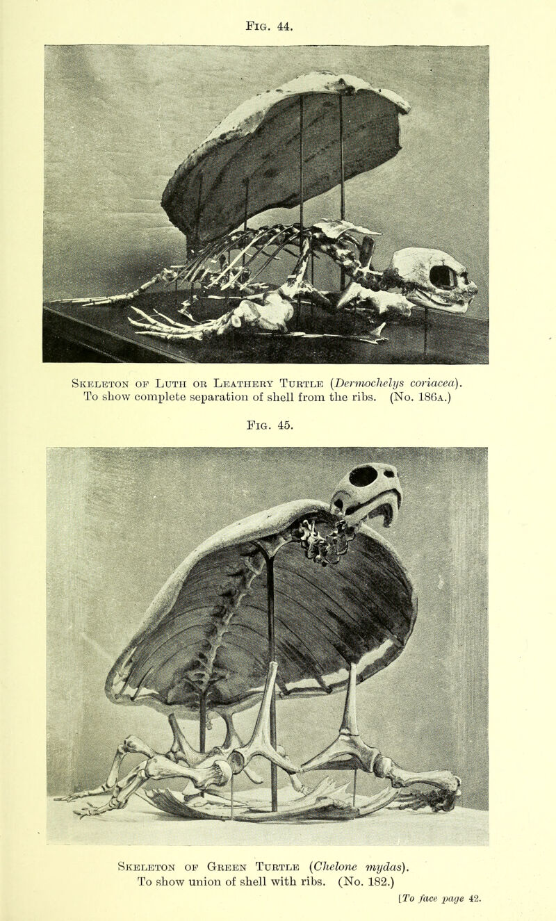 Skeleton of Luth or Leathery Turtle (Dermochelys coriacea). To show complete separation of shell from the ribs. (No. 186a.) Fig. 45. Skeleton oe Green Turtle (Chelone mydas). To show union of shell with ribs. (No. 182.) [To face page 42.