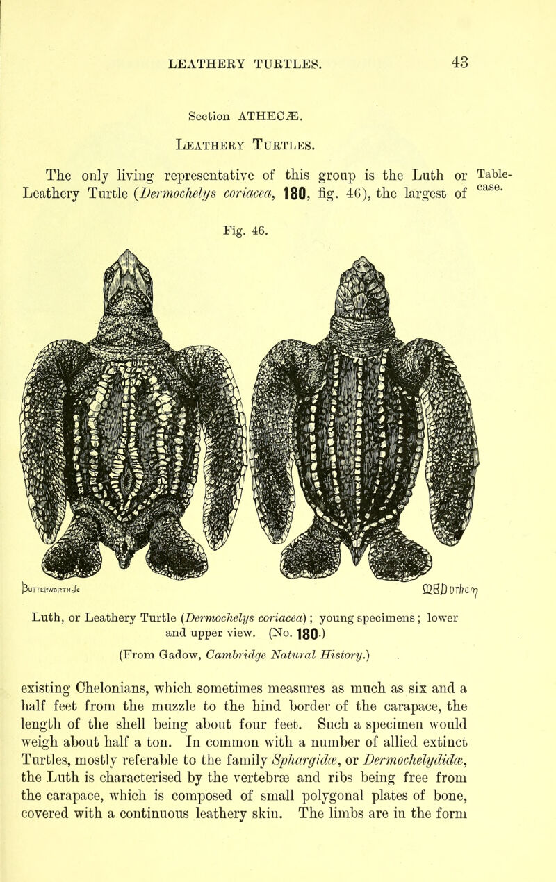 Section ATHECiE. Leathery Turtles. The only living representative of this group is the Luth or Table- Leathery Turtle (.Dermochelys coriacea, 180, fig. 46), the largest of case’ Luth, or Leathery Turtle (Dermochelys coriacea); young specimens ; lower and upper view. (No. 180) (From Gadow, Cambridge Natural History.) existing Chelonians, which sometimes measures as much as six and a half feet from the muzzle to the hind border of the carapace, the length of the shell being about four feet. Such a specimen would weigh about half a ton. In common with a number of allied extinct Turtles, mostly referable to the family Sphargidce, or Dermochelydidce, the Luth is characterised by the vertebrae and ribs being free from the carapace, which is composed of small polygonal plates of bone, covered with a continuous leathery skin. The limbs are in the form