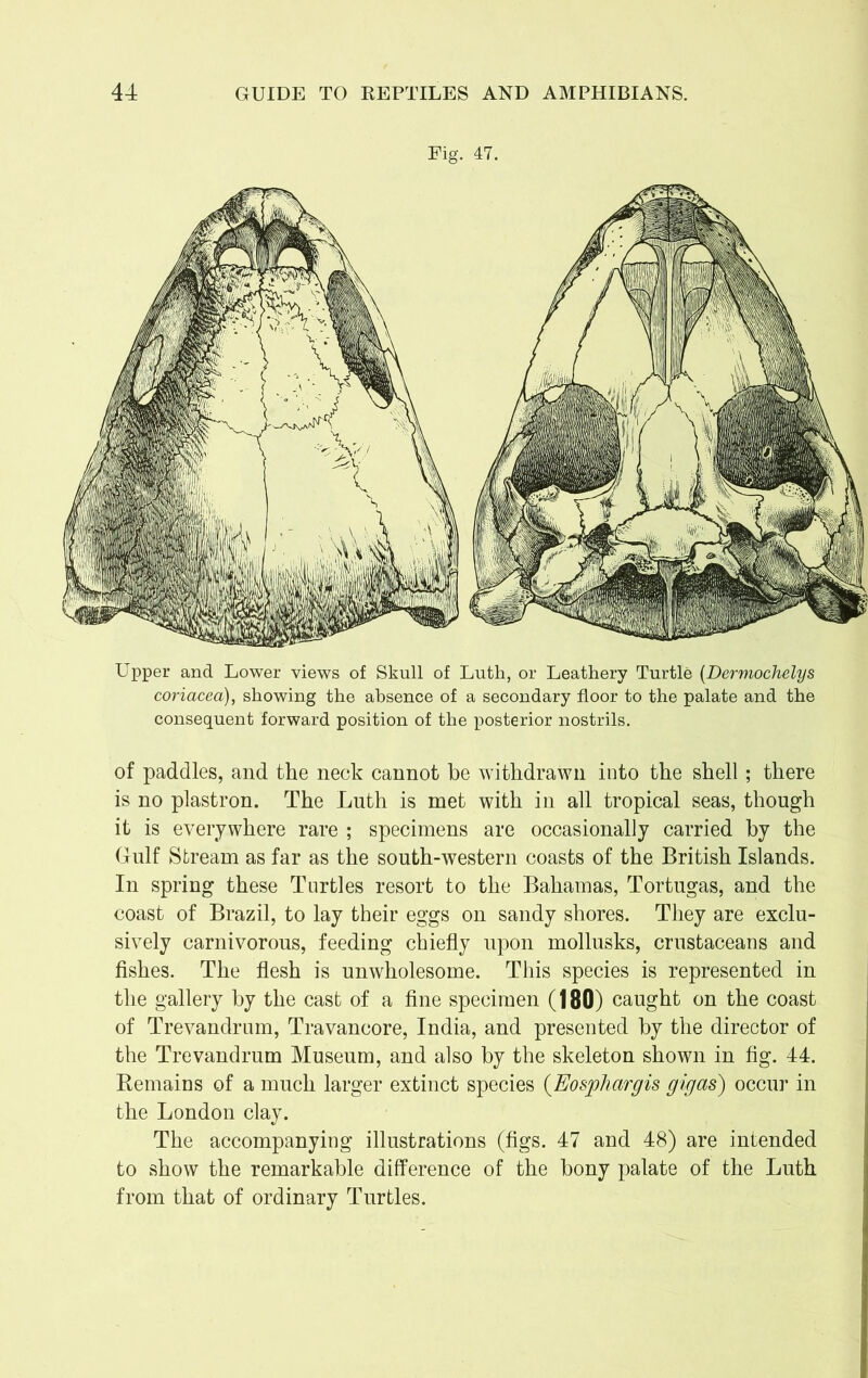 Fig. 47. Upper and Lower views of Skull of Luth, or Leathery Turtle (Dermochelys coriacea), showing the absence of a secondary floor to the palate and the consequent forward position of the posterior nostrils. of paddles, and the neck cannot be withdrawn into the shell; there is no plastron. The Luth is met with in all tropical seas, though it is everywhere rare ; specimens are occasionally carried by the Gulf Stream as far as the south-western coasts of the British Islands. In spring these Turtles resort to the Bahamas, Tortugas, and the coast of Brazil, to lay their eggs on sandy shores. They are exclu- sively carnivorous, feeding chiefly upon mollusks, crustaceans and fishes. The flesh is unwholesome. This species is represented in the gallery by the cast of a fine specimen (180) caught on the coast of Trevandrum, Travancore, India, and presented by the director of the Trevandrum Museum, and also by the skeleton shown in fig. 44. Remains of a much larger extinct species (Eosphargis gig as) occur in the London clay. The accompanying illustrations (figs. 47 and 48) are intended to show the remarkable difference of the bony palate of the Luth from that of ordinary Turtles.