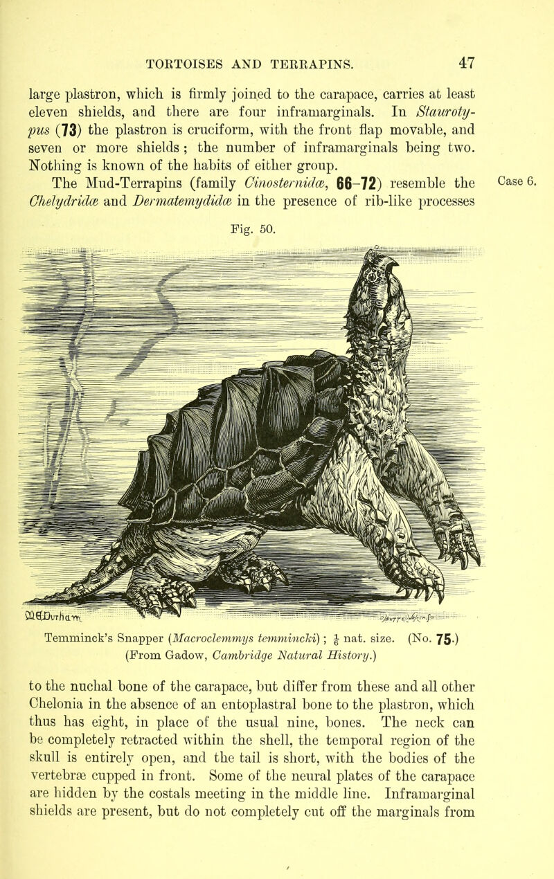 large plastron, which is firmly joined to the carapace, carries at least eleven shields, and there are four inframarginals. In Stauroty- pus (73) the plastron is cruciform, with the front flap movable, and seven or more shields; the number of inframarginals being two. Nothing is known of the habits of either group. The Mud-Terrapins (family Cinosternidw, 66-72) resemble the Ghelydridce and Dermatemydidm in the presence of rib-like processes Fig. 50. Temminck’s Snapper (Macroclemmys temmincki); £ nat. size. (No. 75-) (From Gadow, Cambridge Natural History.) to the nuchal bone of the carapace, but differ from these and all other Chelonia in the absence of an entoplastral bone to the plastron, which thus has eight, in place of the usual nine, bones. The neck can be completely retracted within the shell, the temporal region of the skull is entirely open, and the tail is short, with the bodies of the vertebrae cupped in front. Some of the neural plates of the carapace are hidden by the costals meeting in the middle line. Inframarginal shields are present, but do not completely cut off the marginals from Case 6.