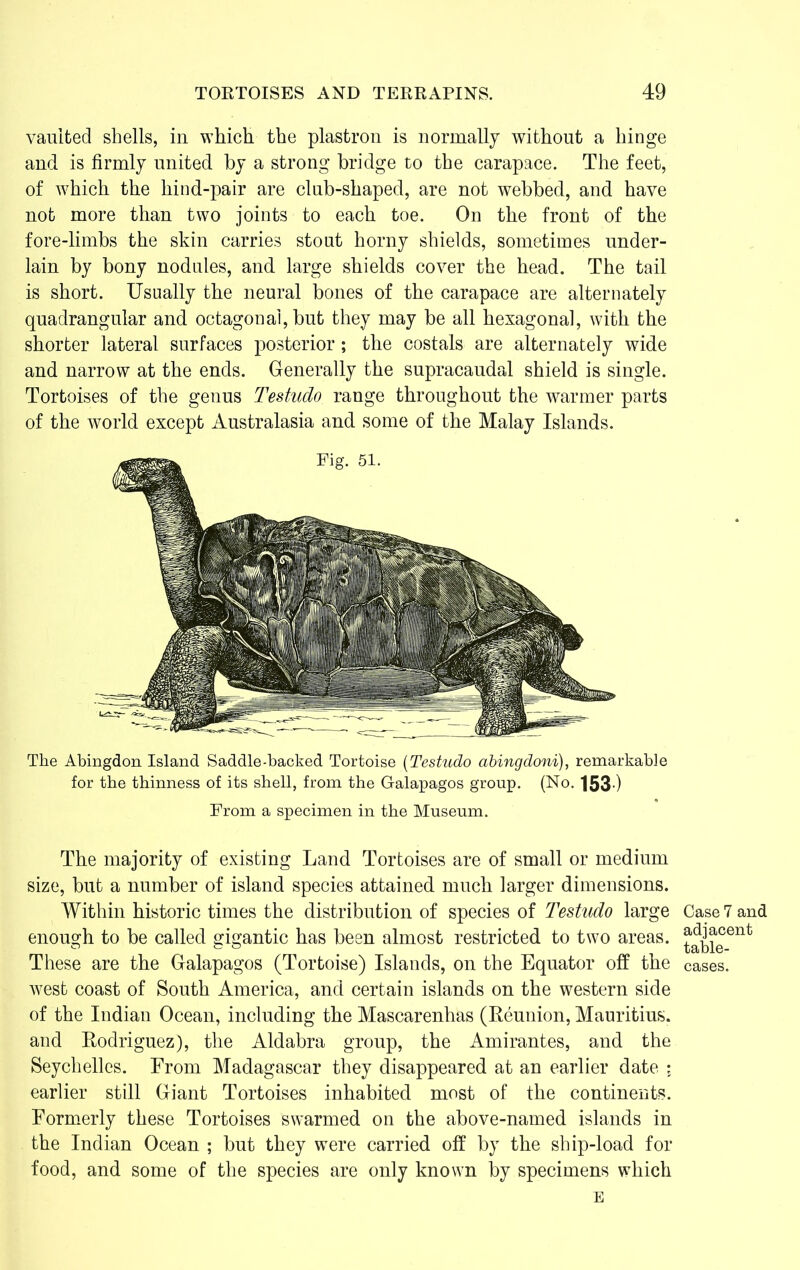 vaulted shells, in which the plastron is normally without a hinge and is firmly united by a strong bridge to the carapace. The feet, of which the hind-pair are club-shaped, are not webbed, and have not more than two joints to each toe. On the front of the fore-limbs the skin carries stout horny shields, sometimes under- lain by bony nodules, and large shields cover the head. The tail is short. Usually the neural bones of the carapace are alternately quadrangular and octagonal, but they may be all hexagonal, with the shorter lateral surfaces posterior ; the costals are alternately wide and narrow at the ends. Generally the supracaudal shield is single. Tortoises of the genus Testudo range throughout the warmer parts of the world except Australasia and some of the Malay Islands. The Abingdon Island Saddle-backed Tortoise (Testudo abingdoni), remarkable for the thinness of its shell, from the Galapagos group. (No. 1530 From a specimen in the Museum. The majority of existing Land Tortoises are of small or medium size, but a number of island species attained much larger dimensions. Within historic times the distribution of species of Testudo large enough to be called gigantic has been almost restricted to two areas. These are the Galapagos (Tortoise) Islands, on the Equator off the west coast of South America, and certain islands on the western side of the Indian Ocean, including the Mascarenhas (Reunion, Mauritius, and Rodriguez), the Aldabra group, the Amirantes, and the Seychelles. From Madagascar they disappeared at an earlier date ; earlier still Giant Tortoises inhabited most of the continents. Formerly these Tortoises swarmed on the above-named islands in the Indian Ocean ; but they were carried off by the ship-load for food, and some of the species are only known by specimens which E Case 7 and adjacent table- cases.